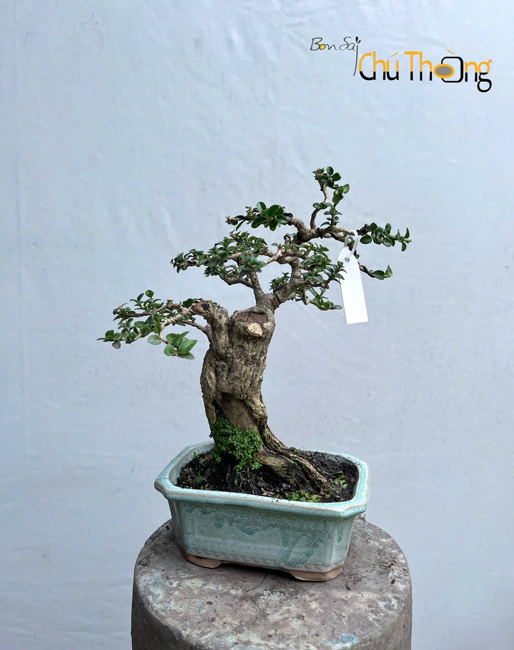 HỘ KINH DOANH BONSAI CHÚ THOÒNG