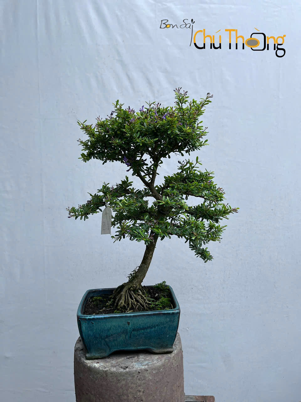 HỘ KINH DOANH BONSAI CHÚ THOÒNG