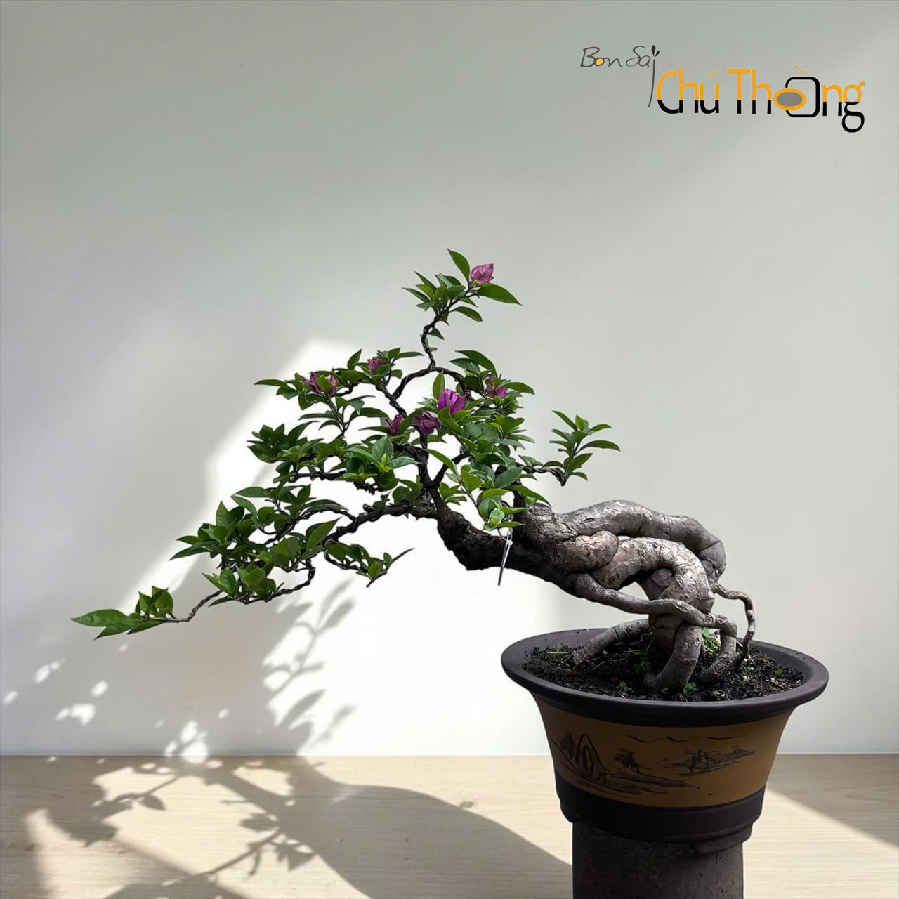 HỘ KINH DOANH BONSAI CHÚ THOÒNG