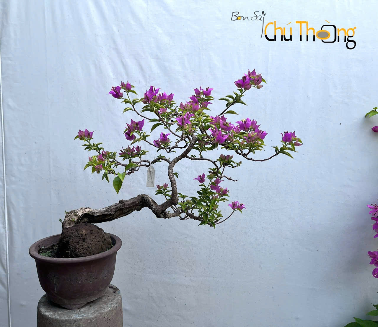 HỘ KINH DOANH BONSAI CHÚ THOÒNG