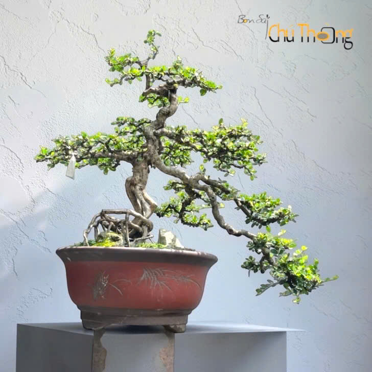 HỘ KINH DOANH BONSAI CHÚ THOÒNG