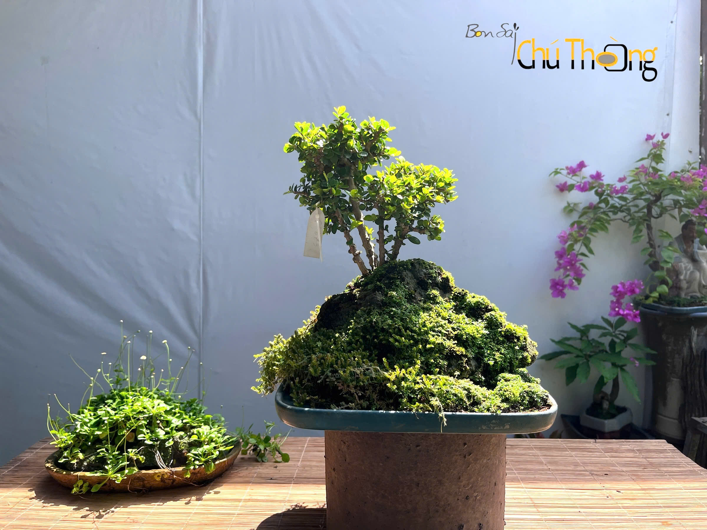 HỘ KINH DOANH BONSAI CHÚ THOÒNG
