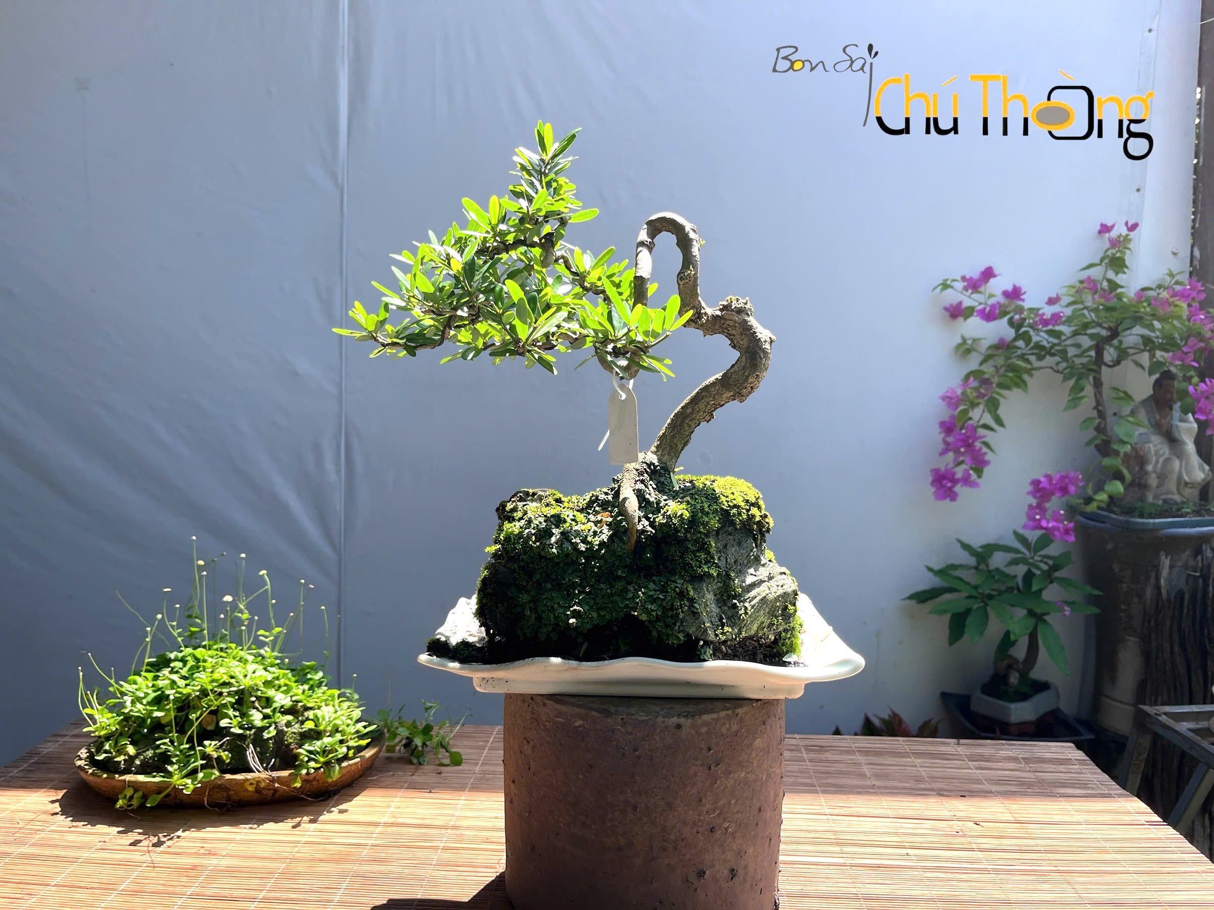 HỘ KINH DOANH BONSAI CHÚ THOÒNG