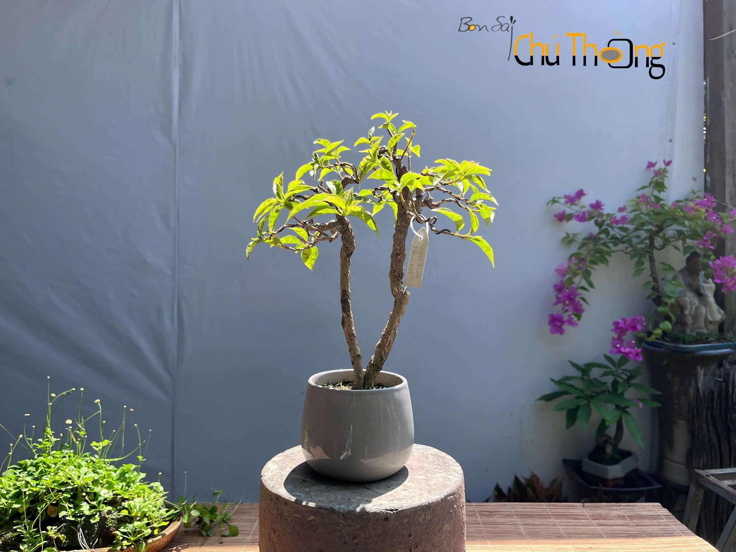 HỘ KINH DOANH BONSAI CHÚ THOÒNG