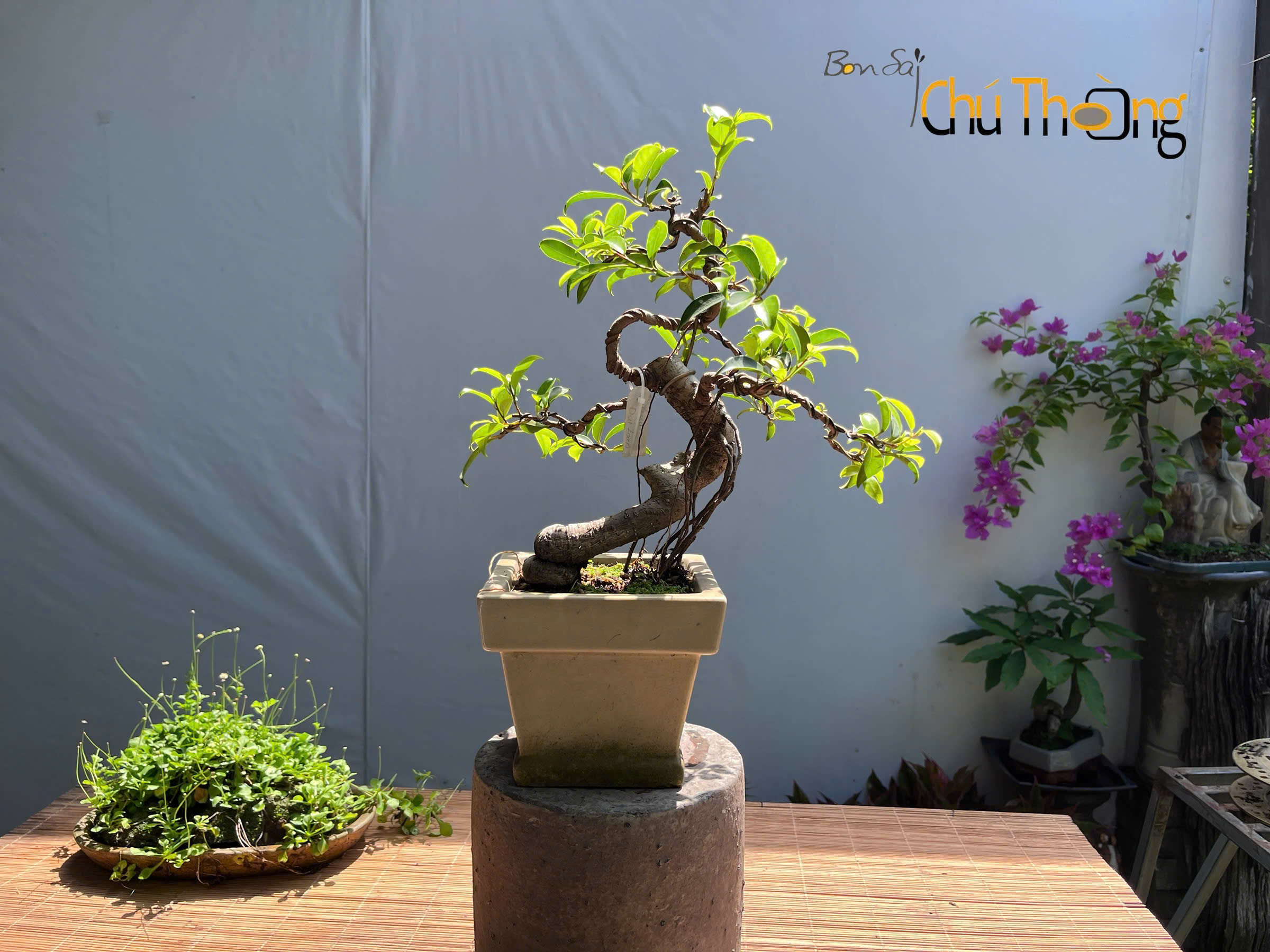 HỘ KINH DOANH BONSAI CHÚ THOÒNG