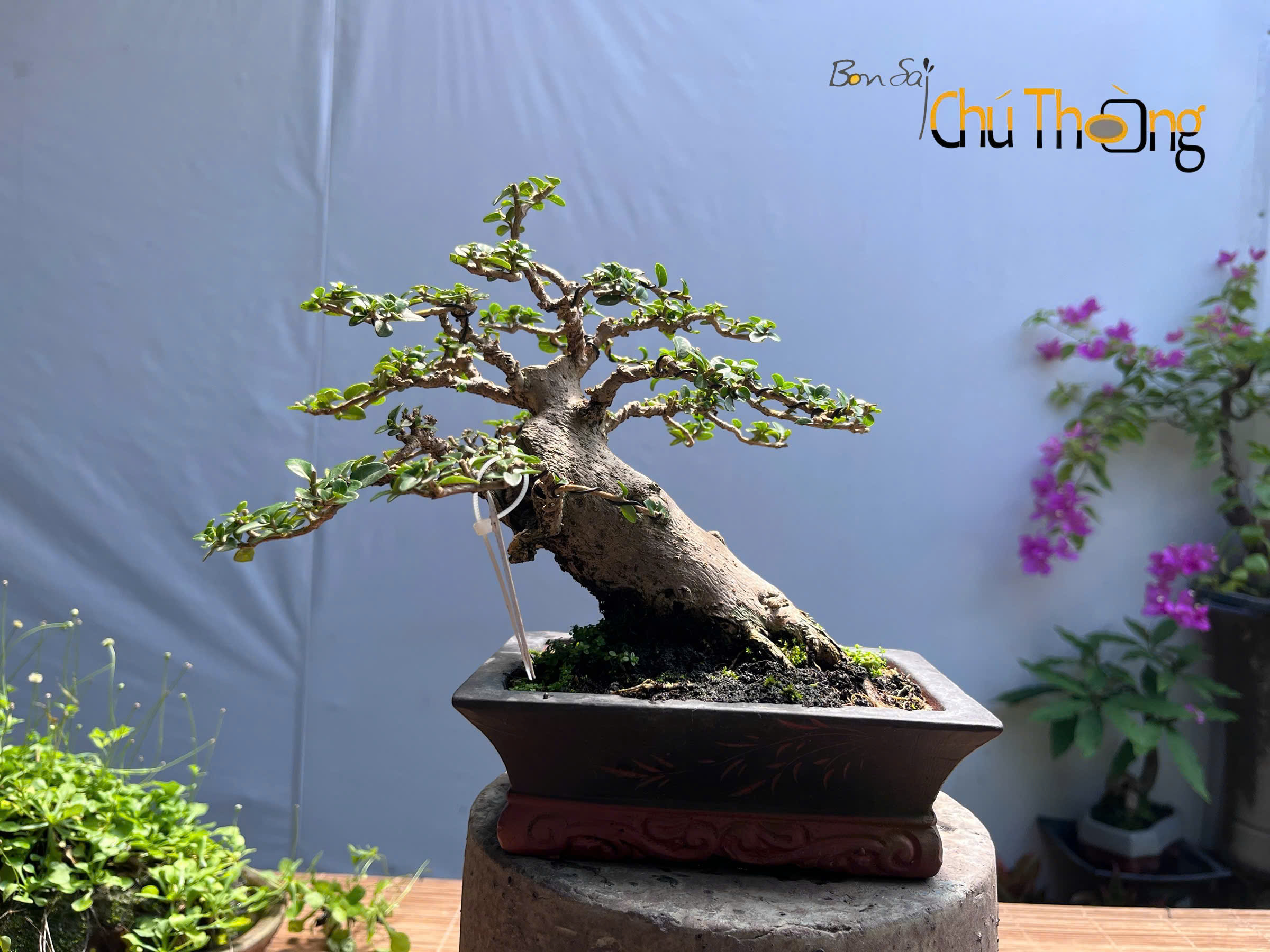 HỘ KINH DOANH BONSAI CHÚ THOÒNG