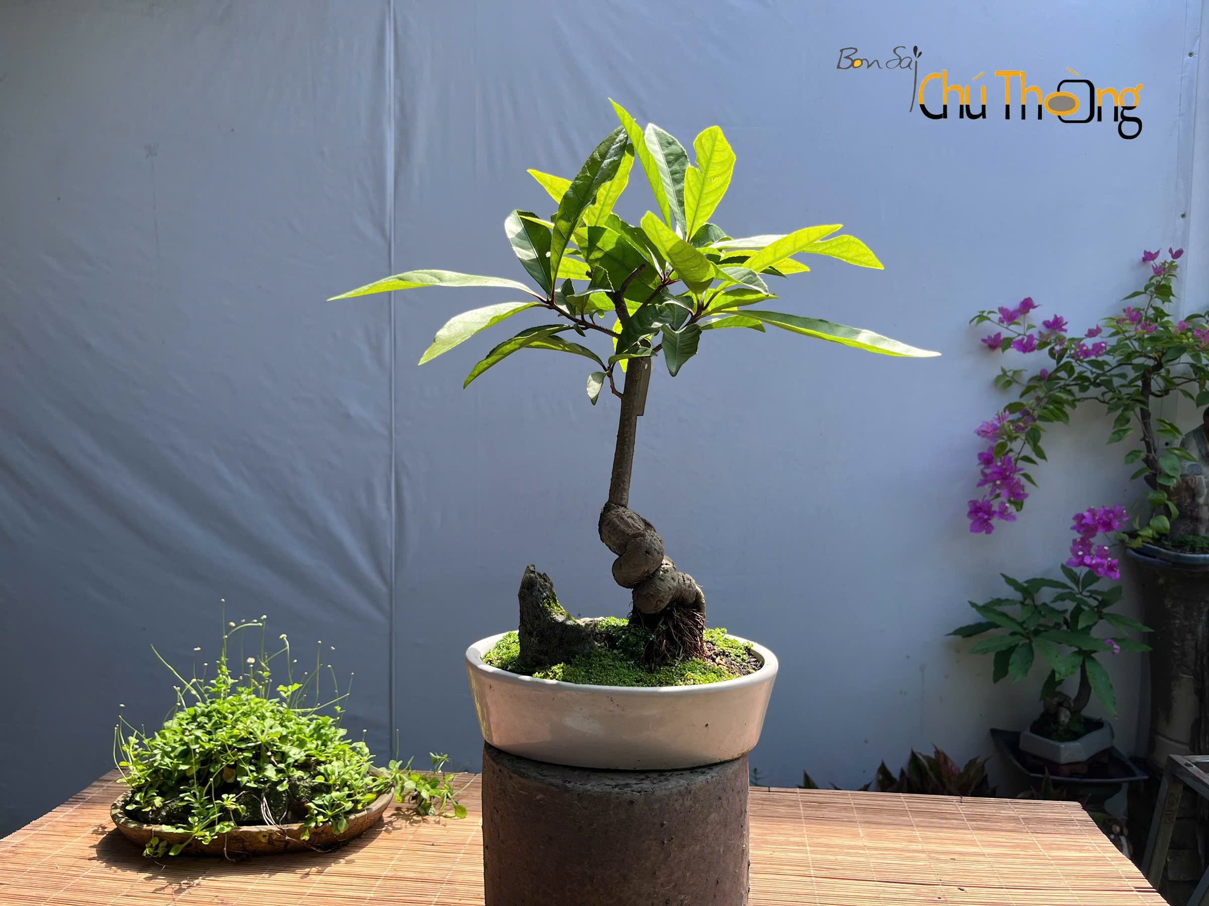 HỘ KINH DOANH BONSAI CHÚ THOÒNG