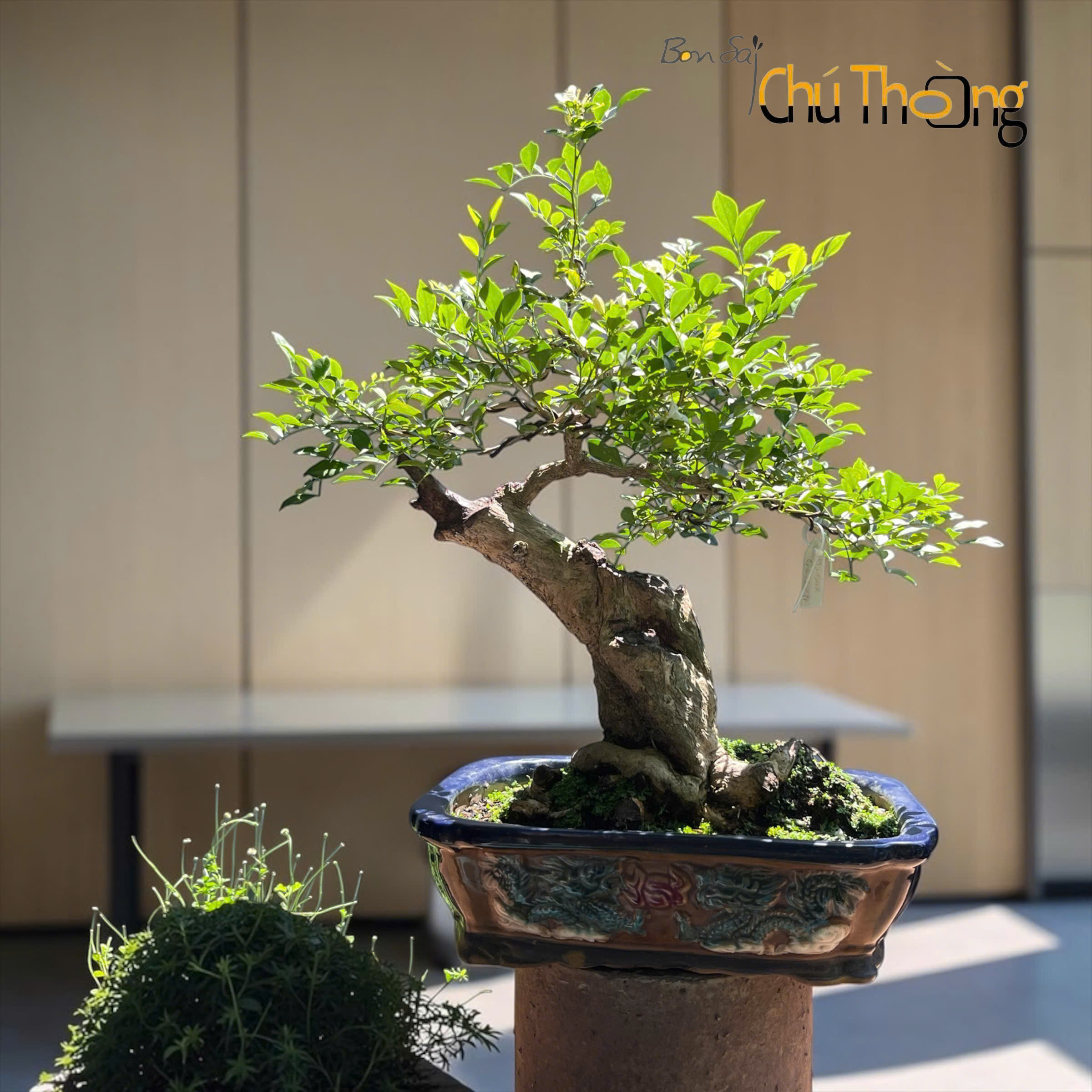 HỘ KINH DOANH BONSAI CHÚ THOÒNG