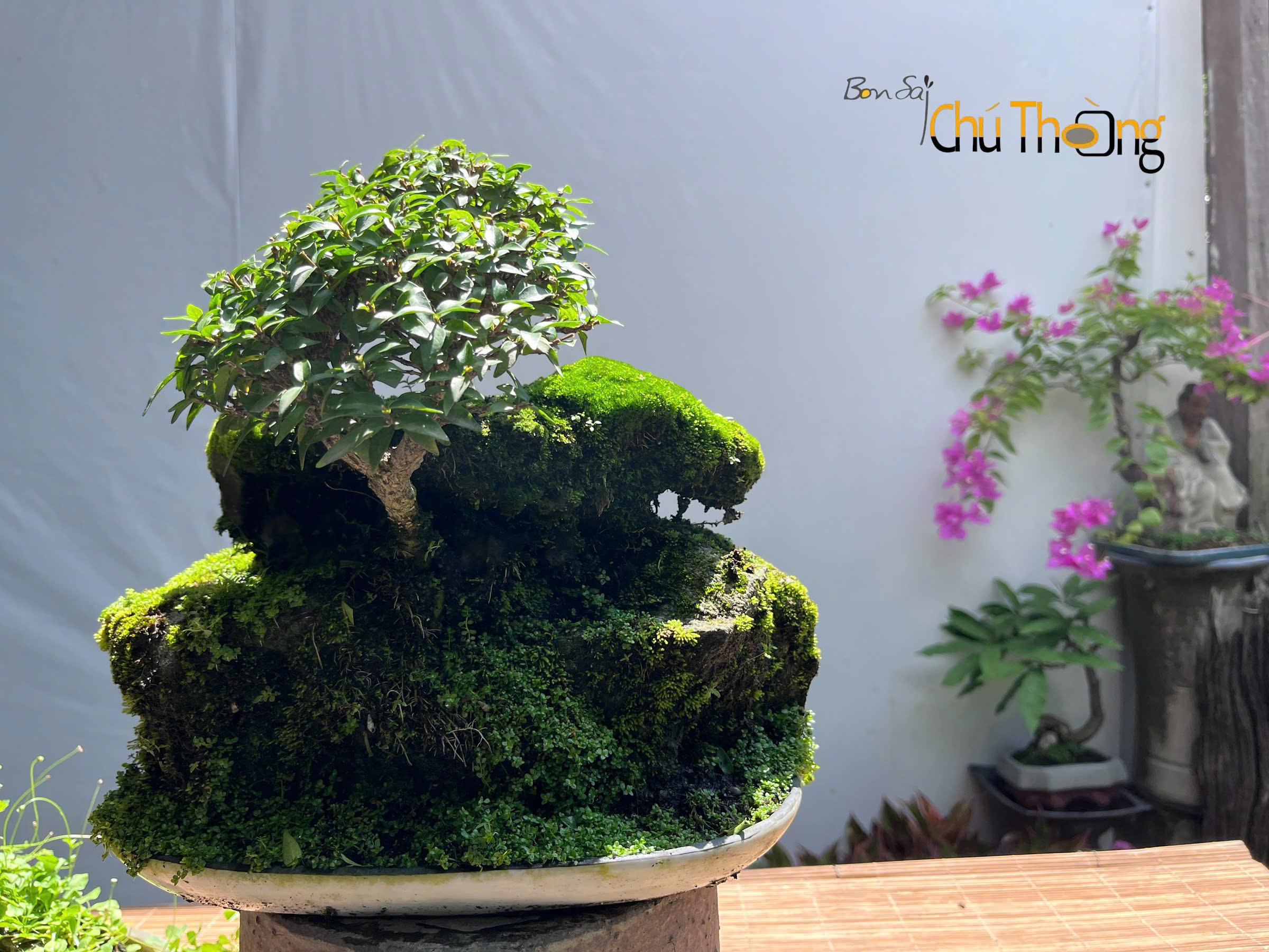 HỘ KINH DOANH BONSAI CHÚ THOÒNG