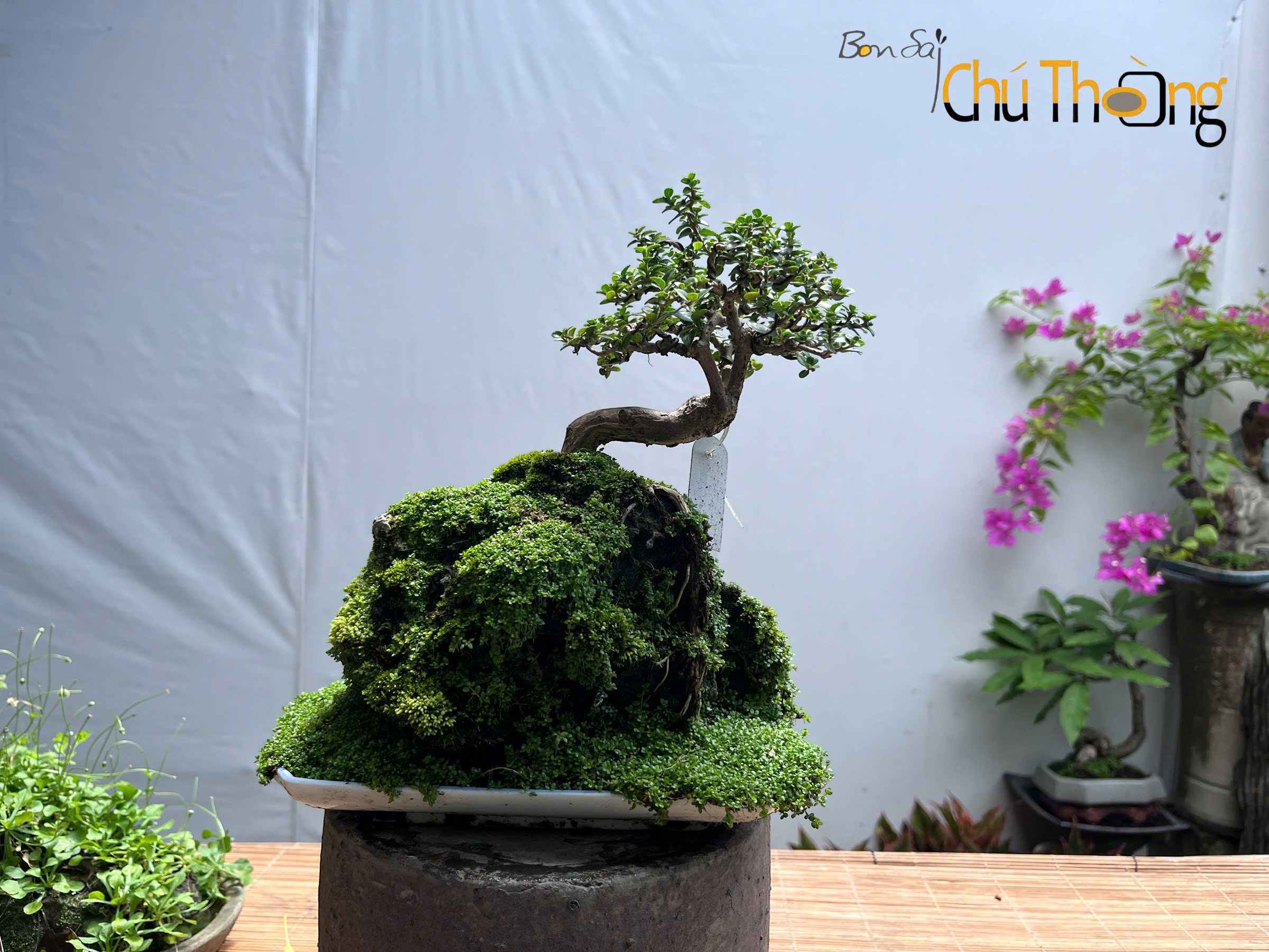 HỘ KINH DOANH BONSAI CHÚ THOÒNG