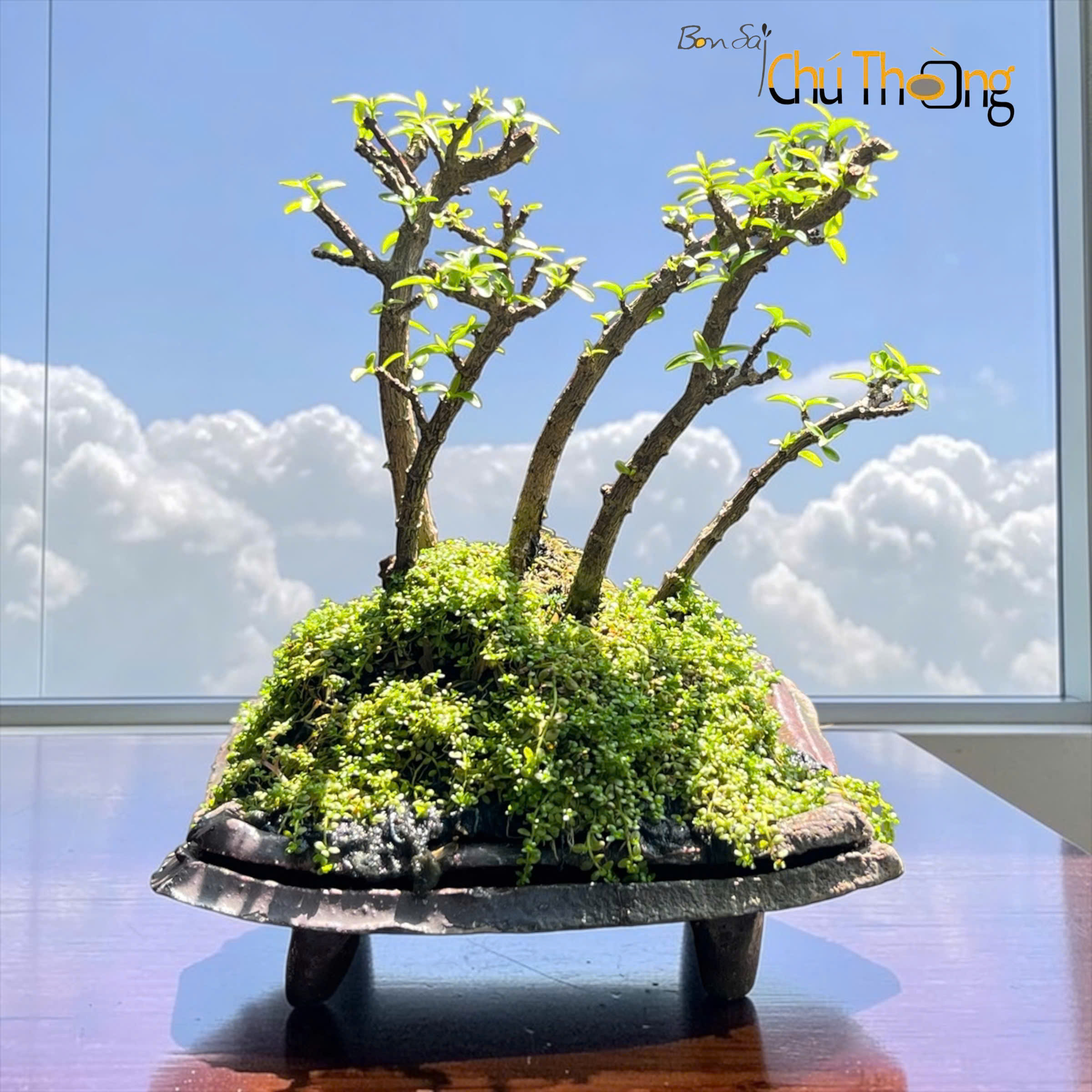 HỘ KINH DOANH BONSAI CHÚ THOÒNG