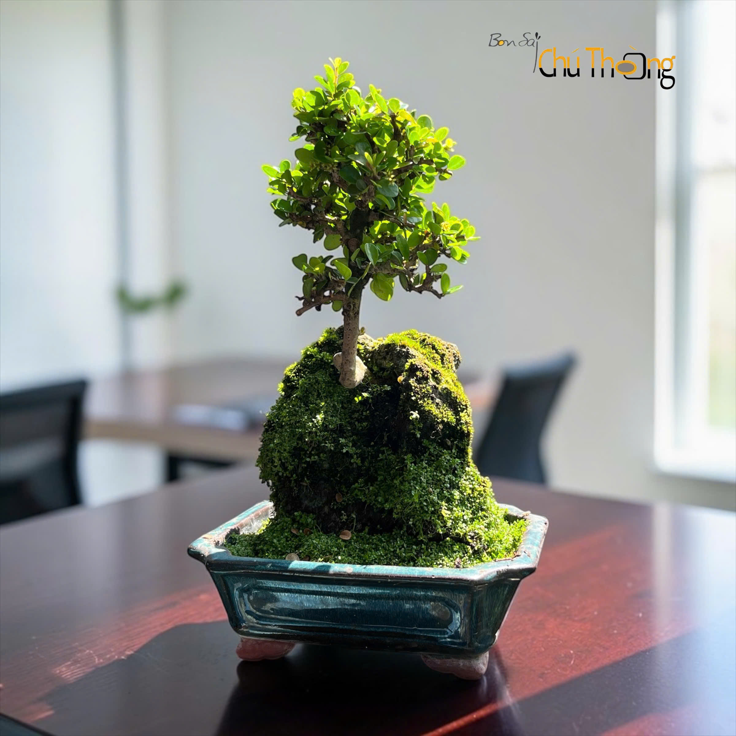 HỘ KINH DOANH BONSAI CHÚ THOÒNG