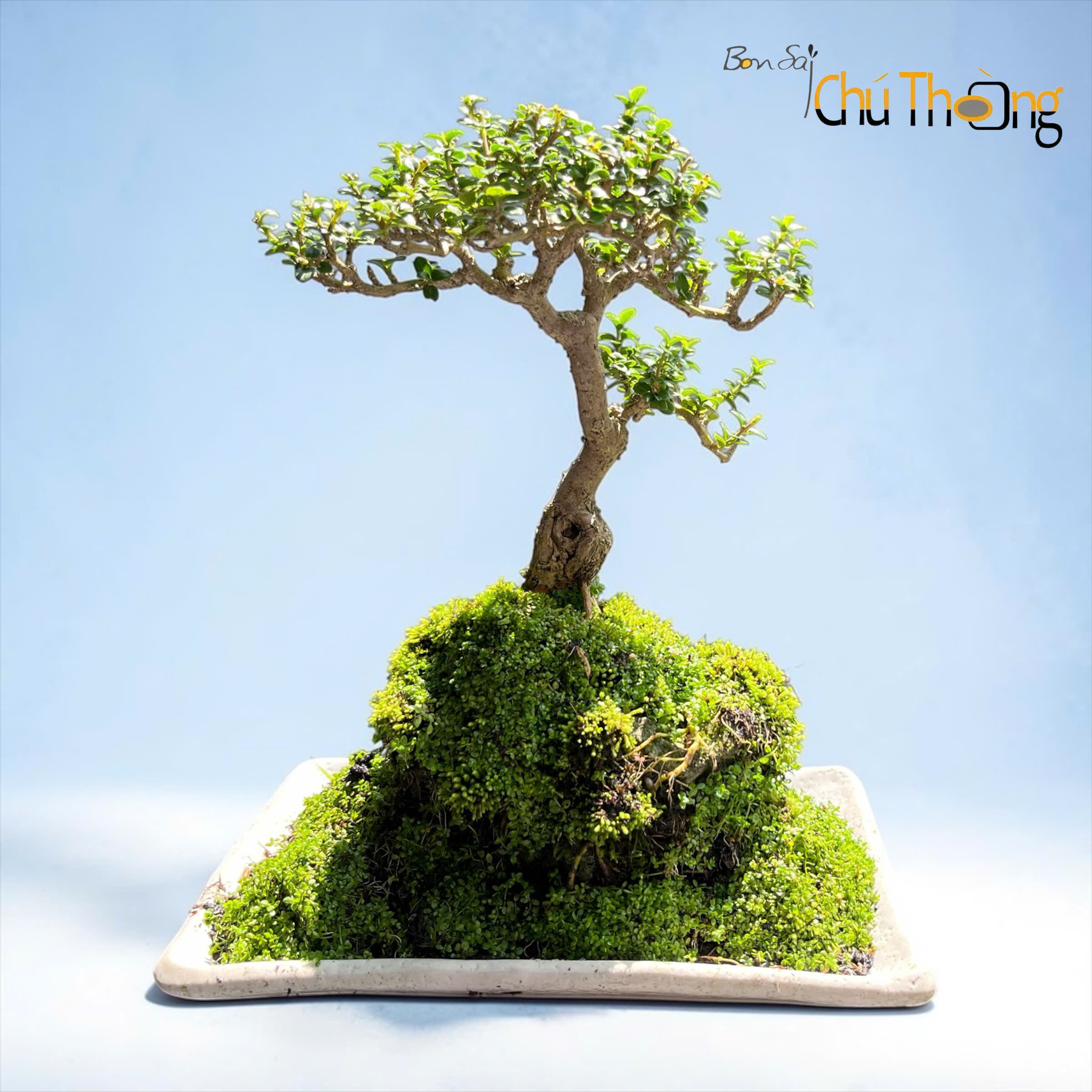 HỘ KINH DOANH BONSAI CHÚ THOÒNG