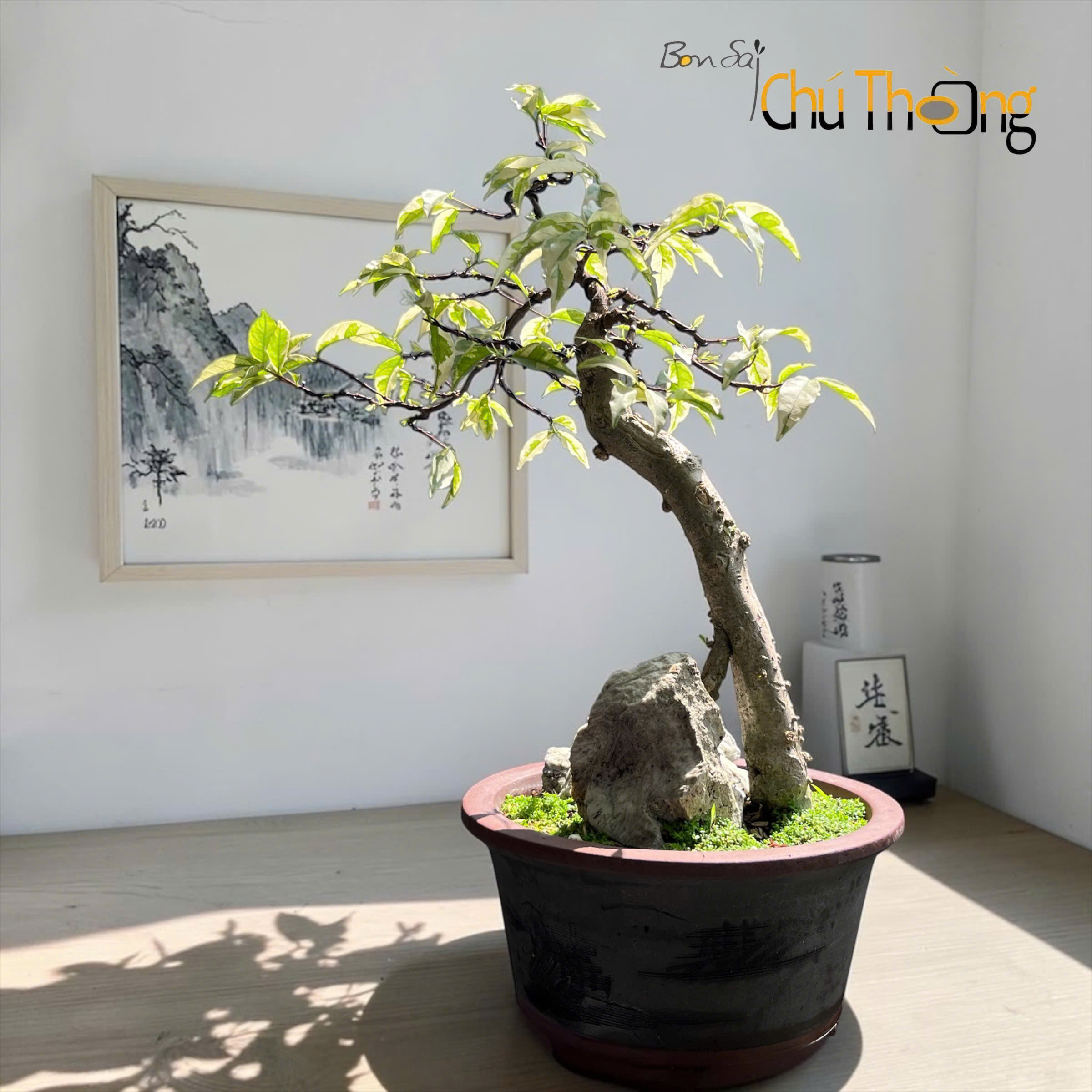 HỘ KINH DOANH BONSAI CHÚ THOÒNG