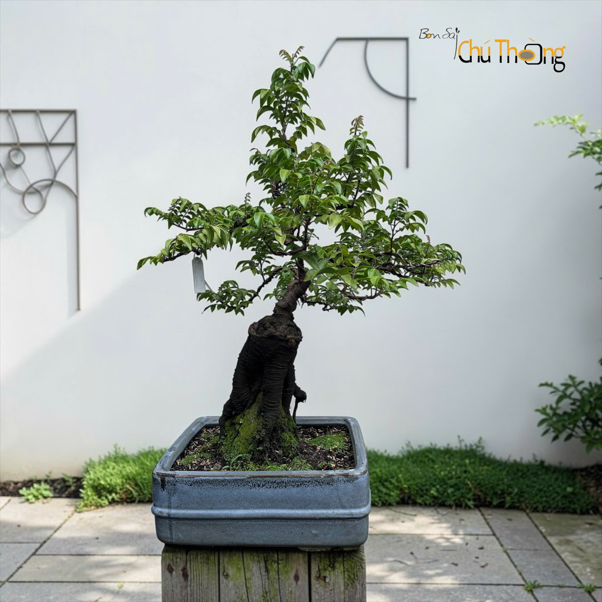 HỘ KINH DOANH BONSAI CHÚ THOÒNG