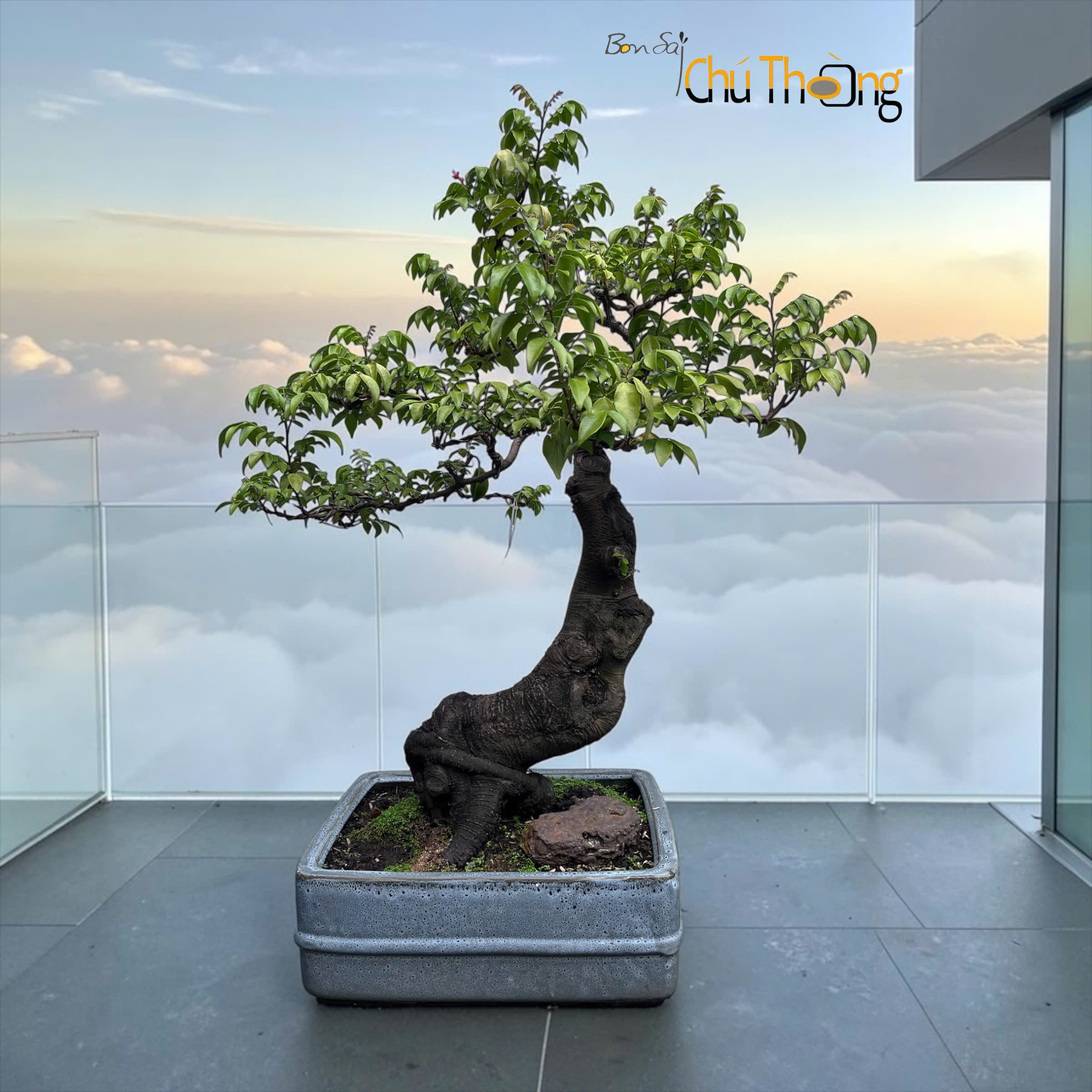 HỘ KINH DOANH BONSAI CHÚ THOÒNG