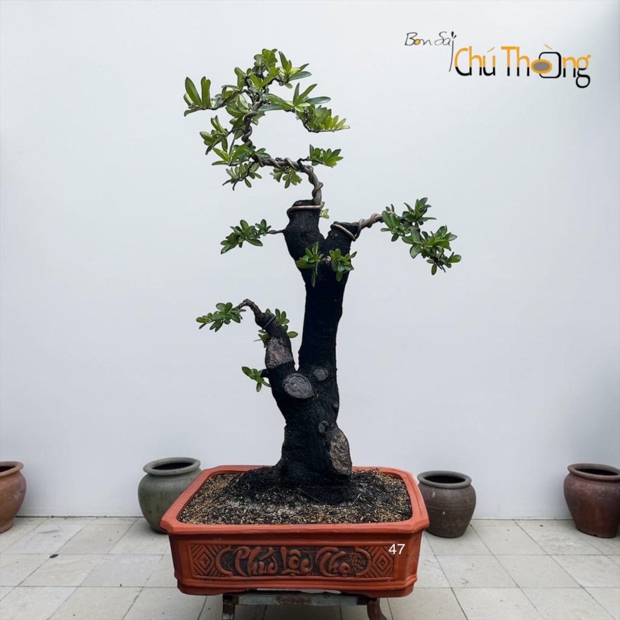 HỘ KINH DOANH BONSAI CHÚ THOÒNG