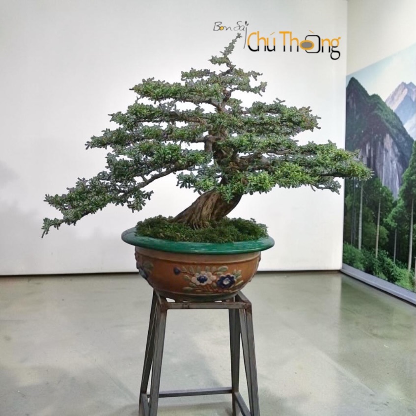 HỘ KINH DOANH BONSAI CHÚ THOÒNG
