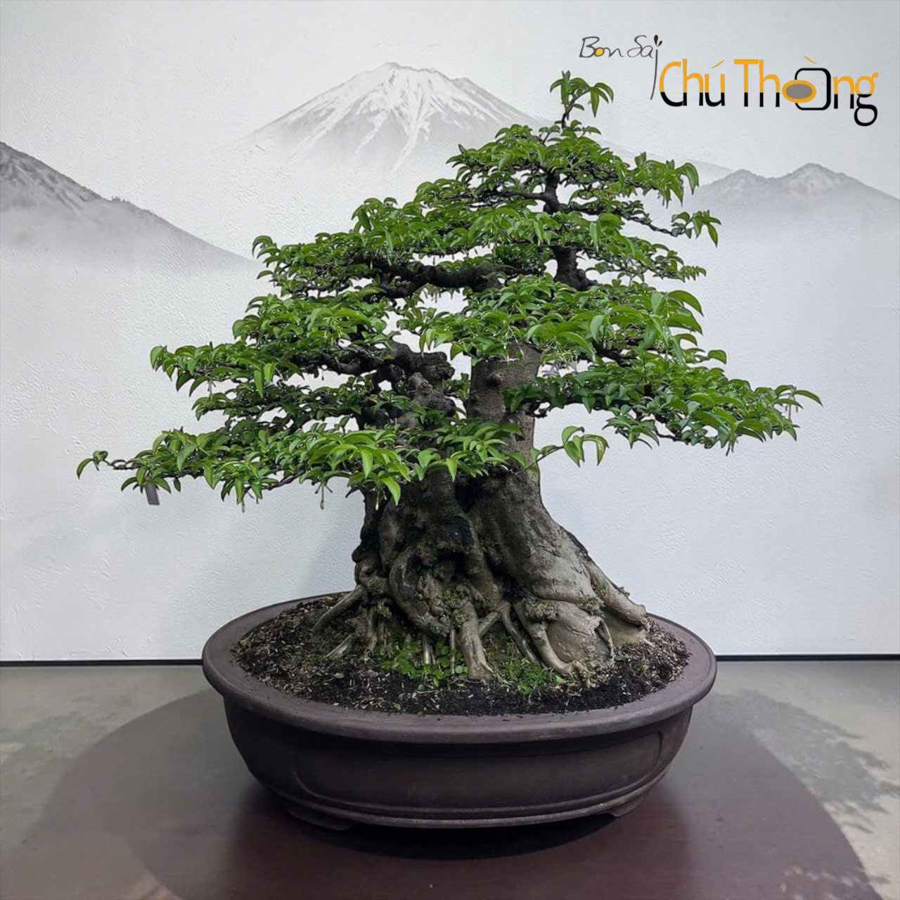 HỘ KINH DOANH BONSAI CHÚ THOÒNG