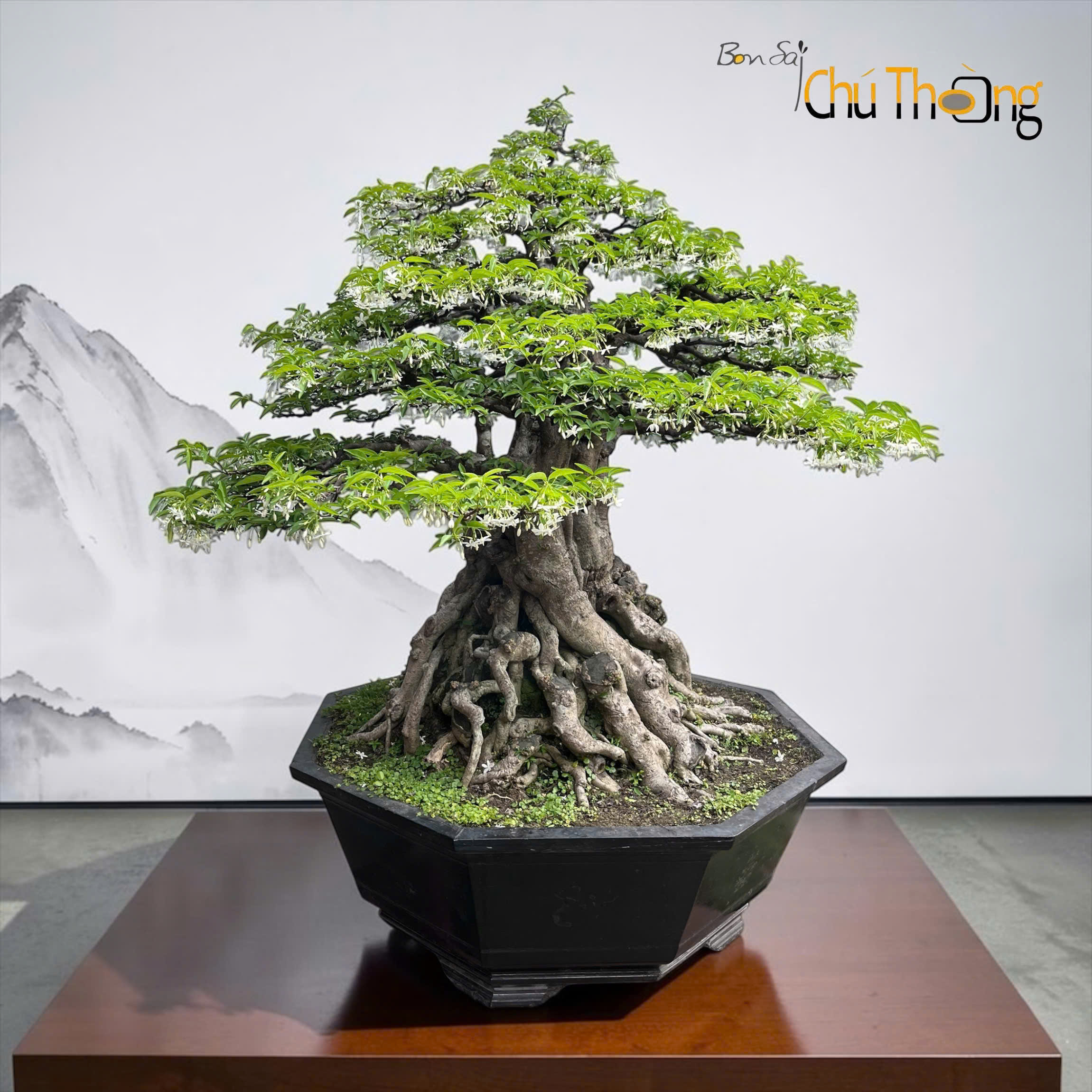 HỘ KINH DOANH BONSAI CHÚ THOÒNG