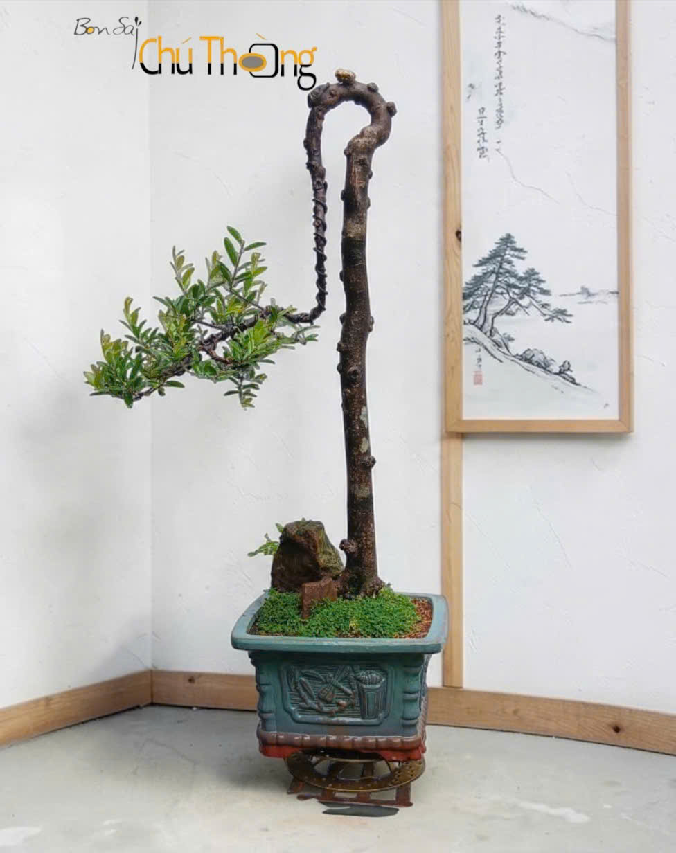 HỘ KINH DOANH BONSAI CHÚ THOÒNG