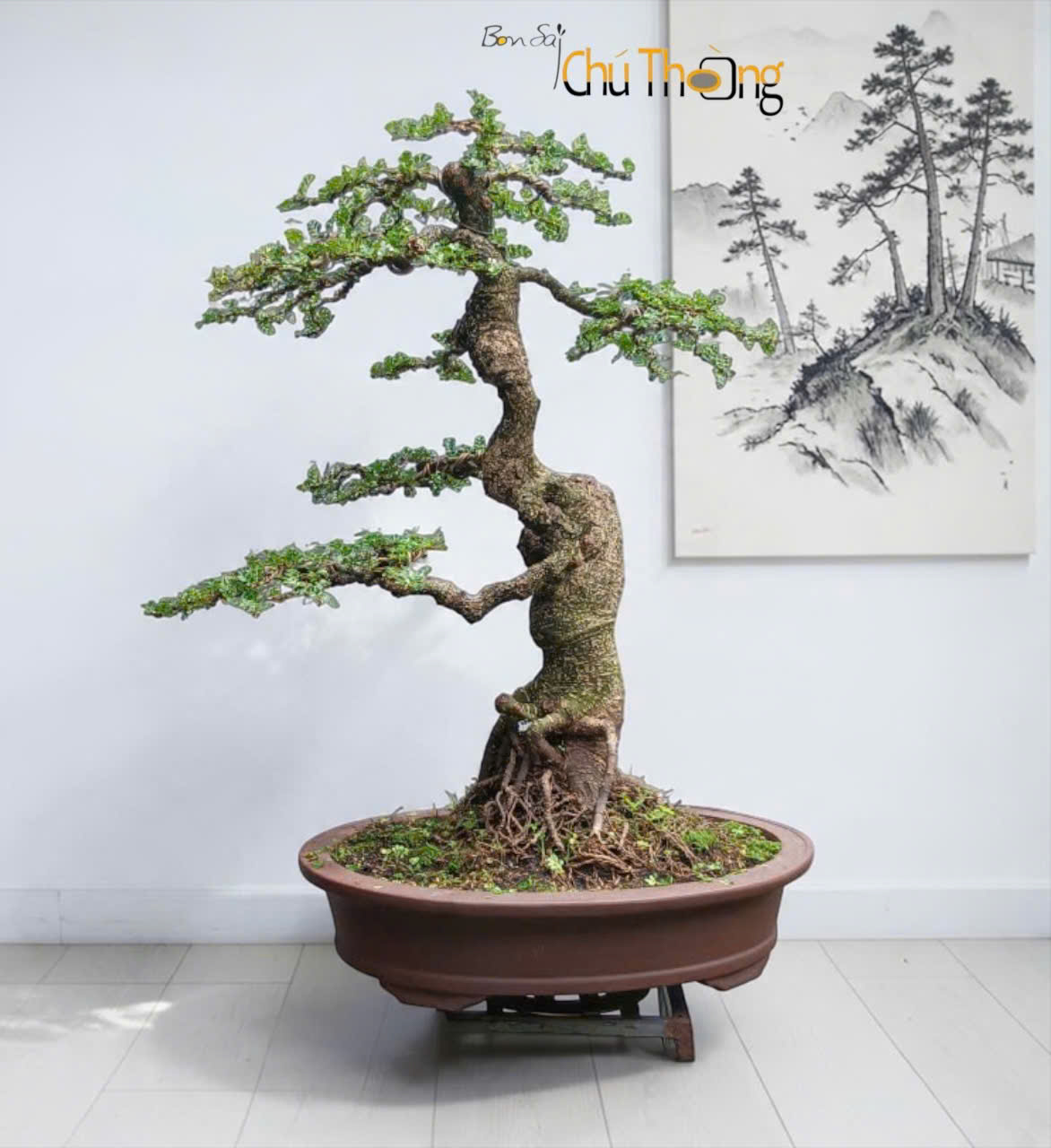 HỘ KINH DOANH BONSAI CHÚ THOÒNG
