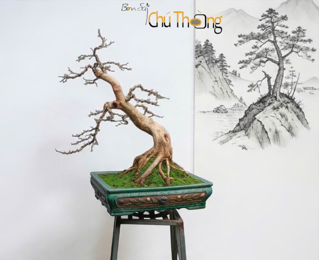 HỘ KINH DOANH BONSAI CHÚ THOÒNG