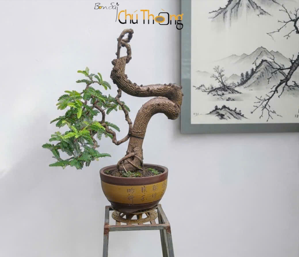 HỘ KINH DOANH BONSAI CHÚ THOÒNG