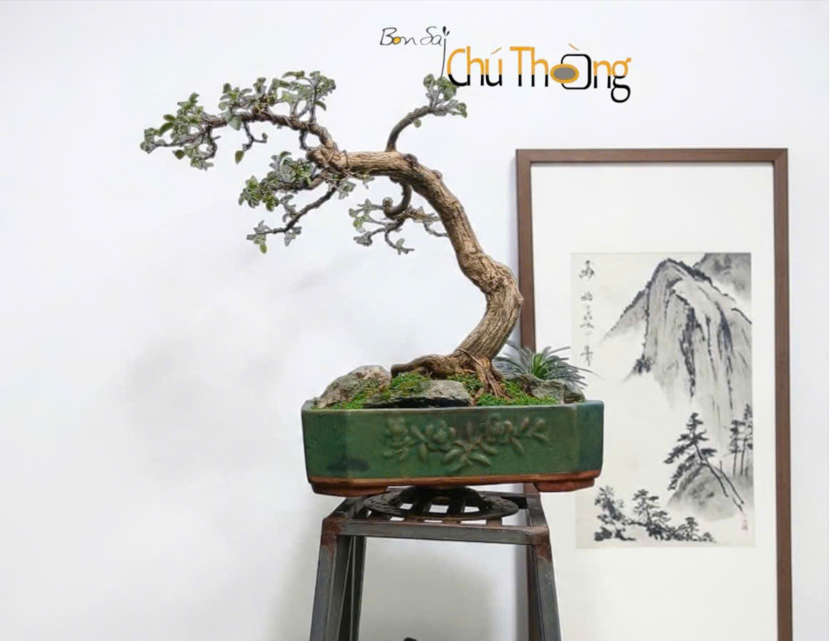 HỘ KINH DOANH BONSAI CHÚ THOÒNG