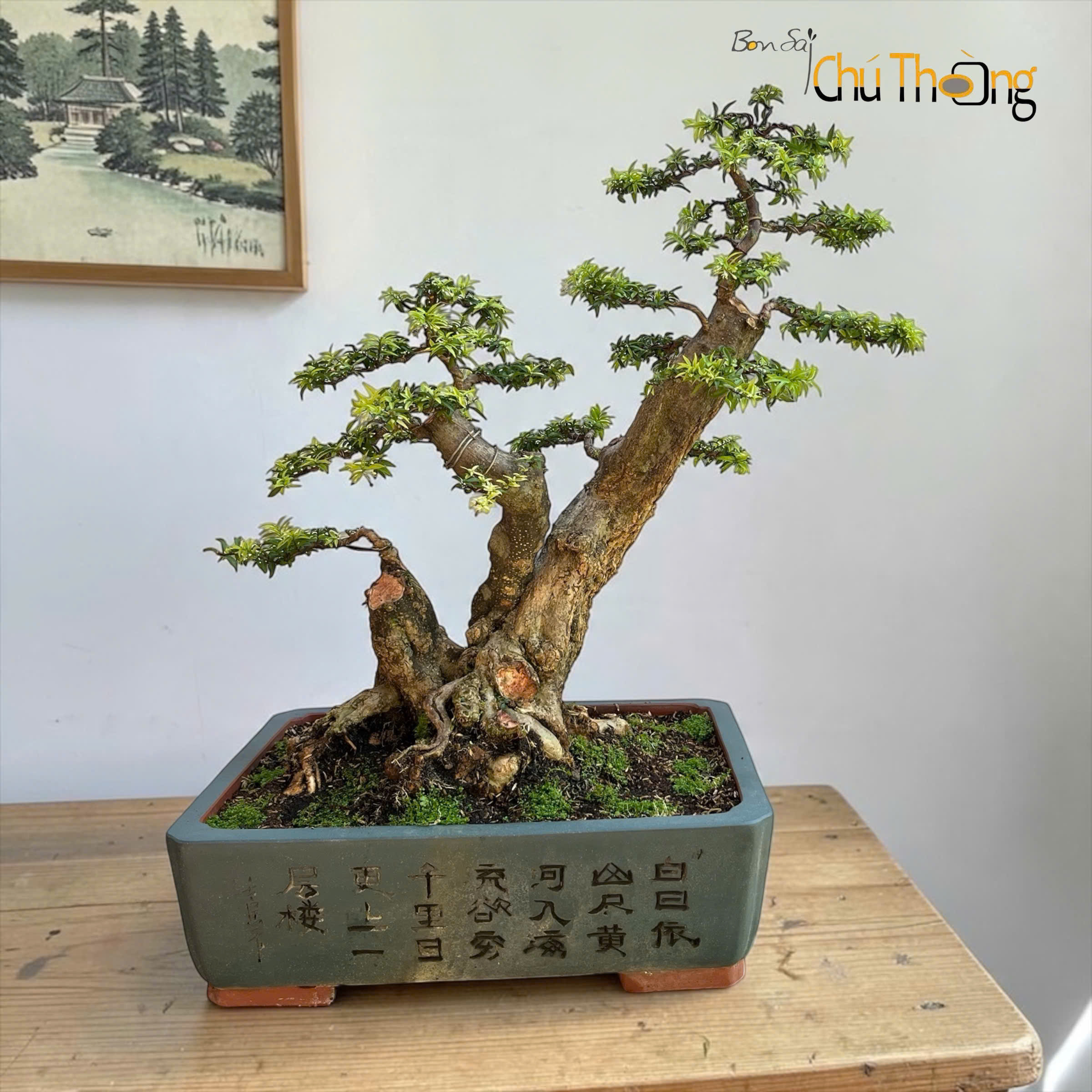 HỘ KINH DOANH BONSAI CHÚ THOÒNG