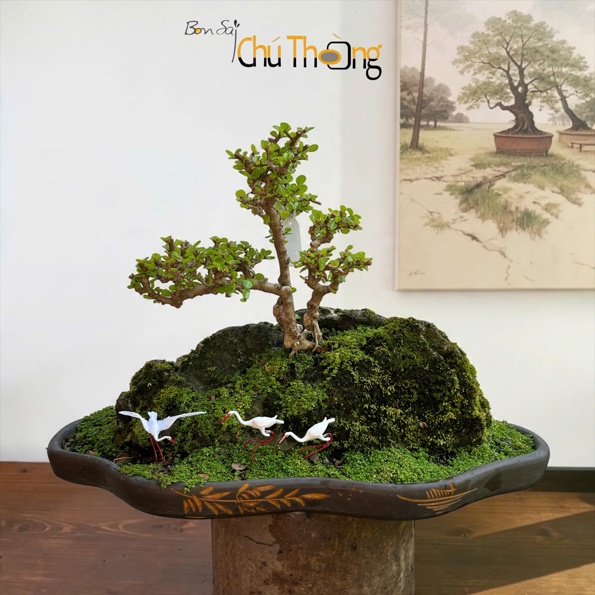 HỘ KINH DOANH BONSAI CHÚ THOÒNG