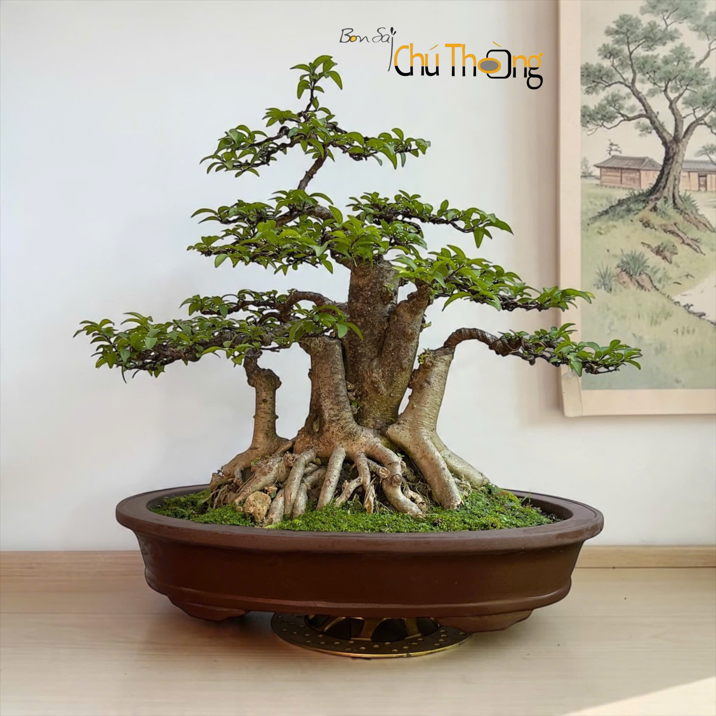 HỘ KINH DOANH BONSAI CHÚ THOÒNG