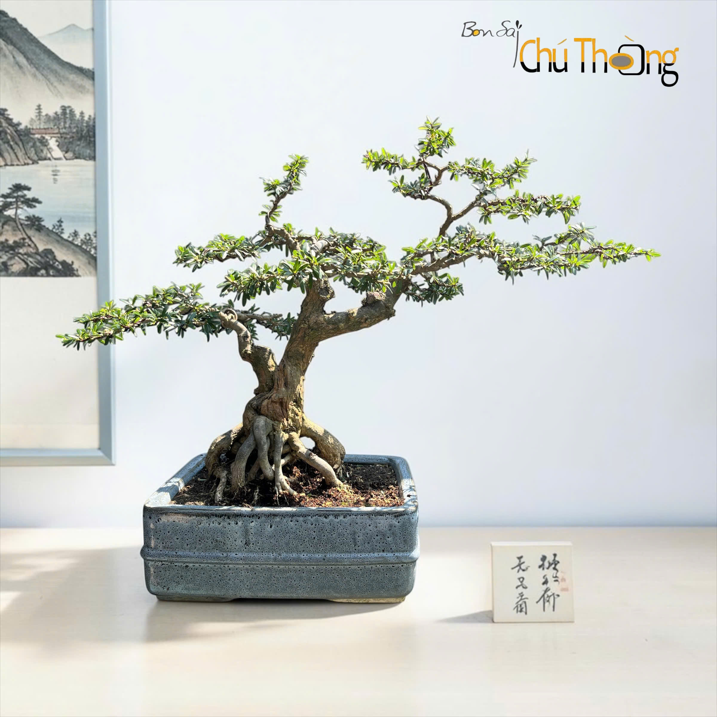 HỘ KINH DOANH BONSAI CHÚ THOÒNG