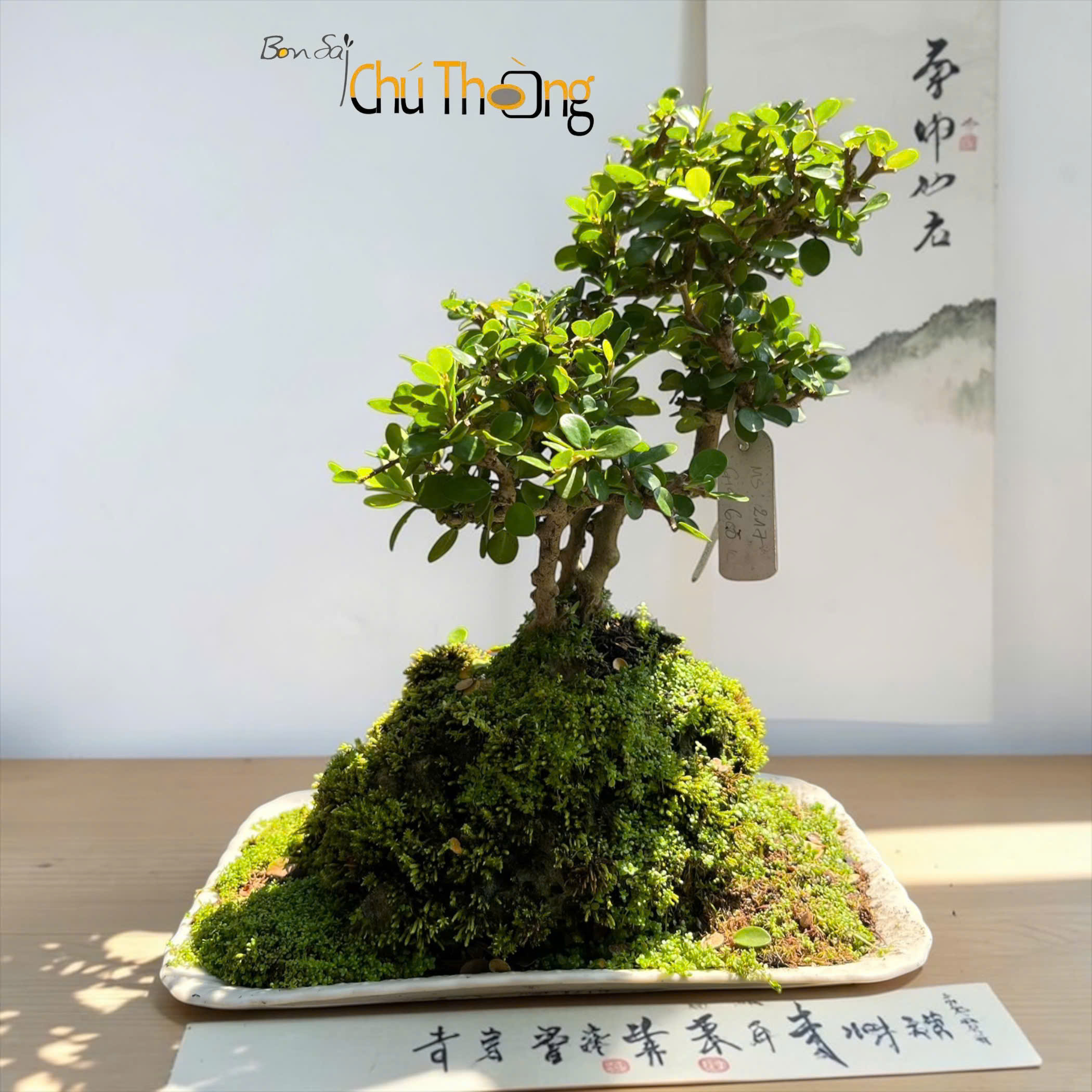 HỘ KINH DOANH BONSAI CHÚ THOÒNG