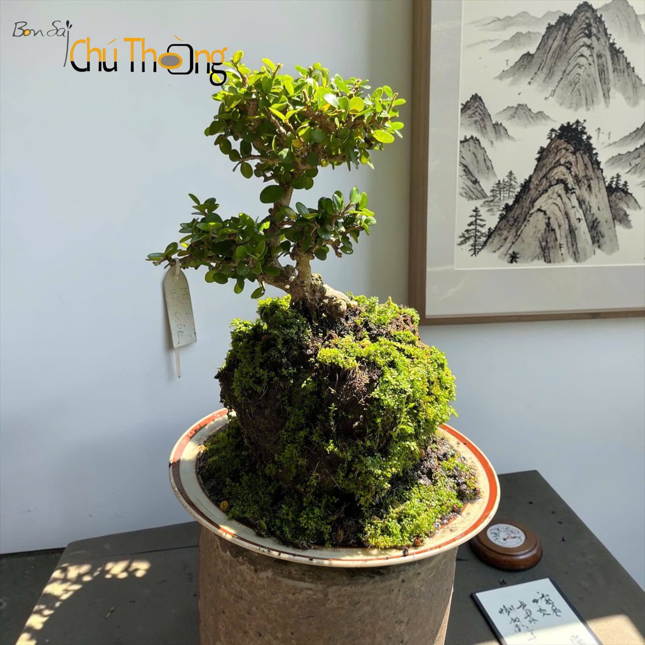 HỘ KINH DOANH BONSAI CHÚ THOÒNG