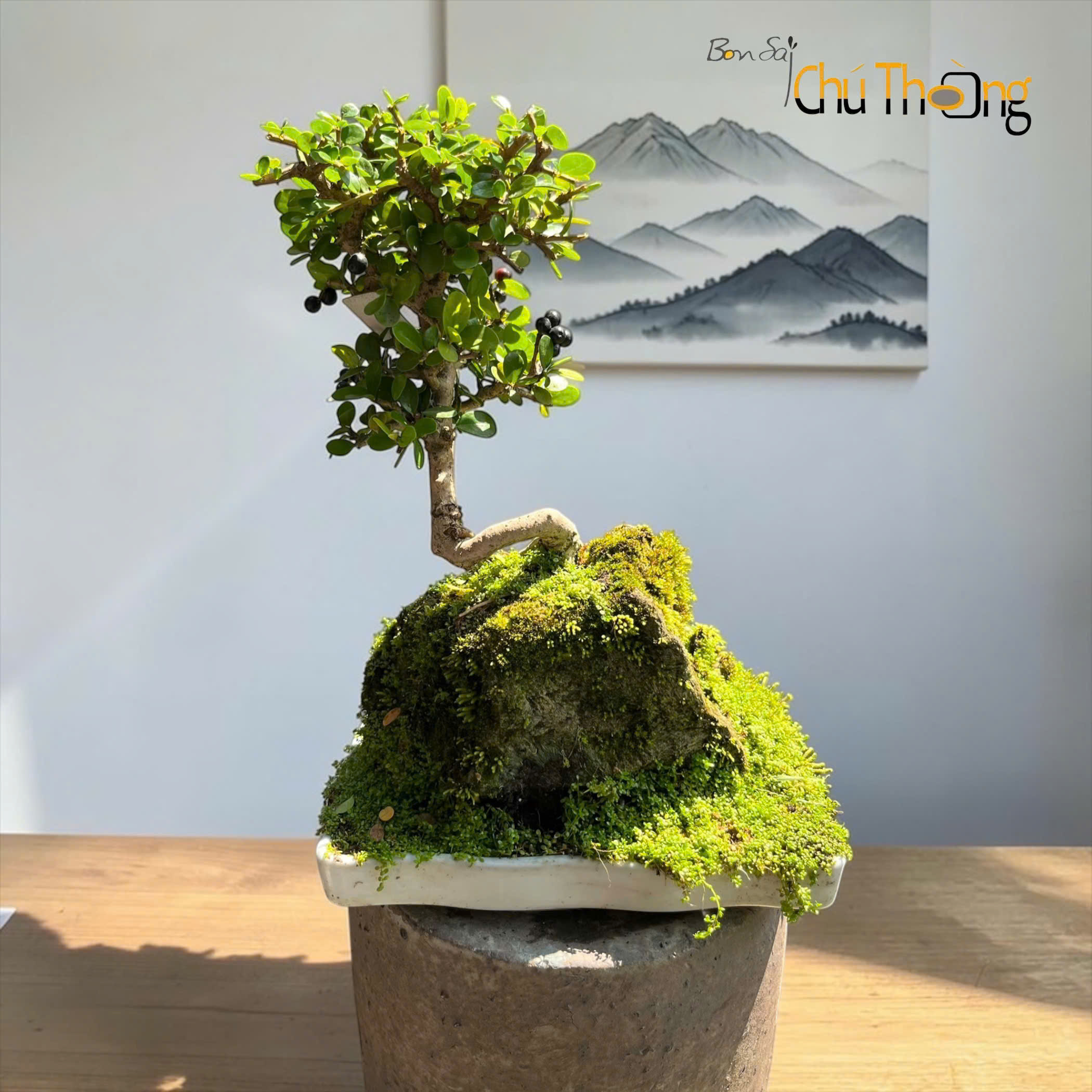 HỘ KINH DOANH BONSAI CHÚ THOÒNG