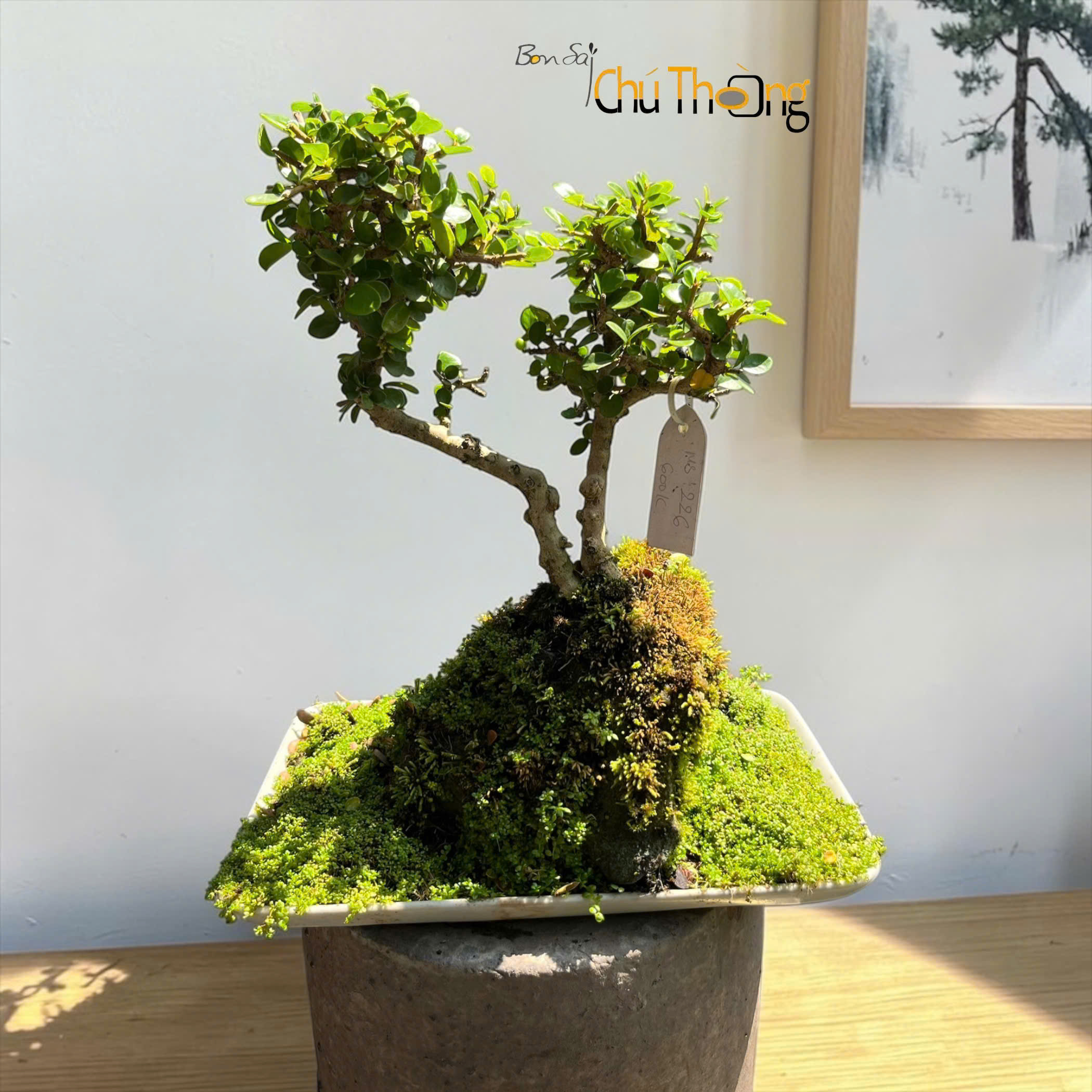 HỘ KINH DOANH BONSAI CHÚ THOÒNG