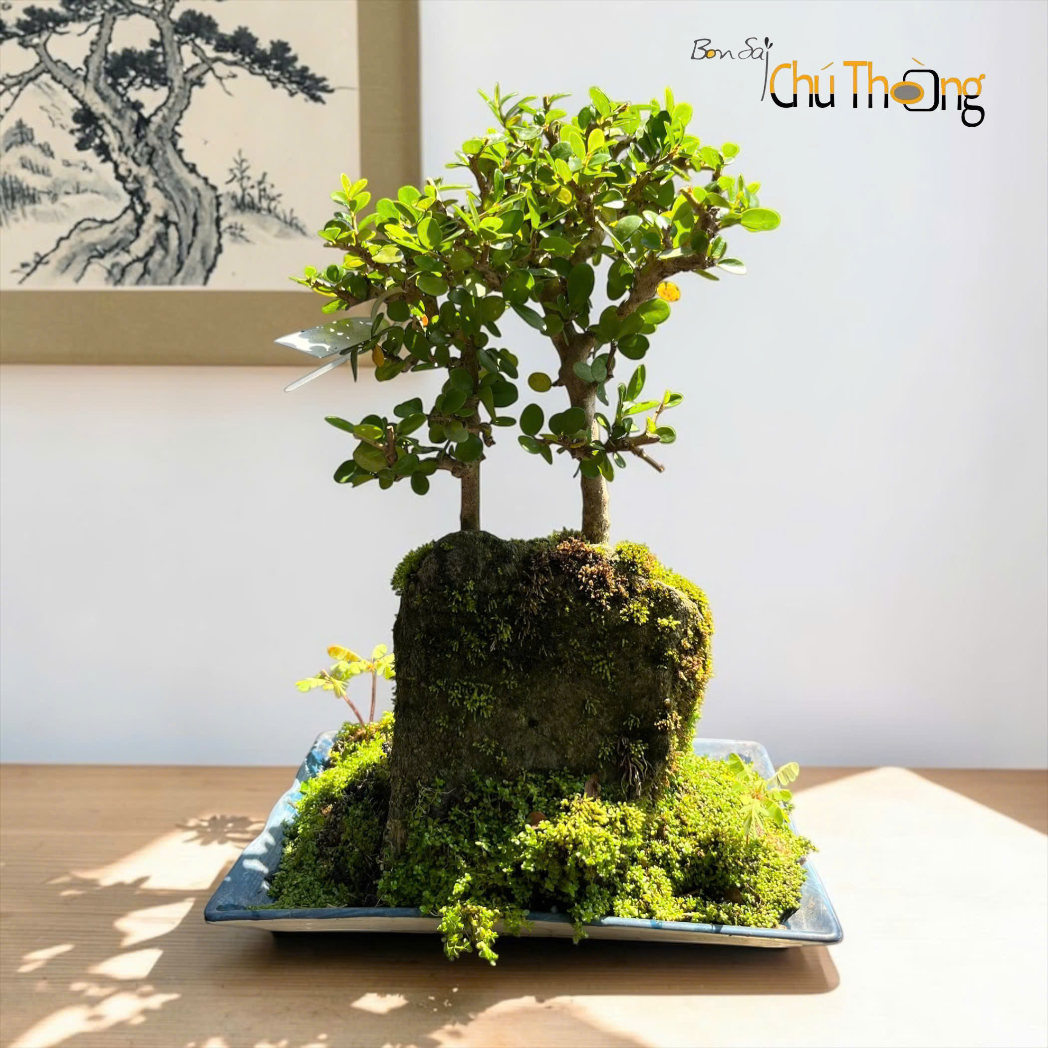 HỘ KINH DOANH BONSAI CHÚ THOÒNG