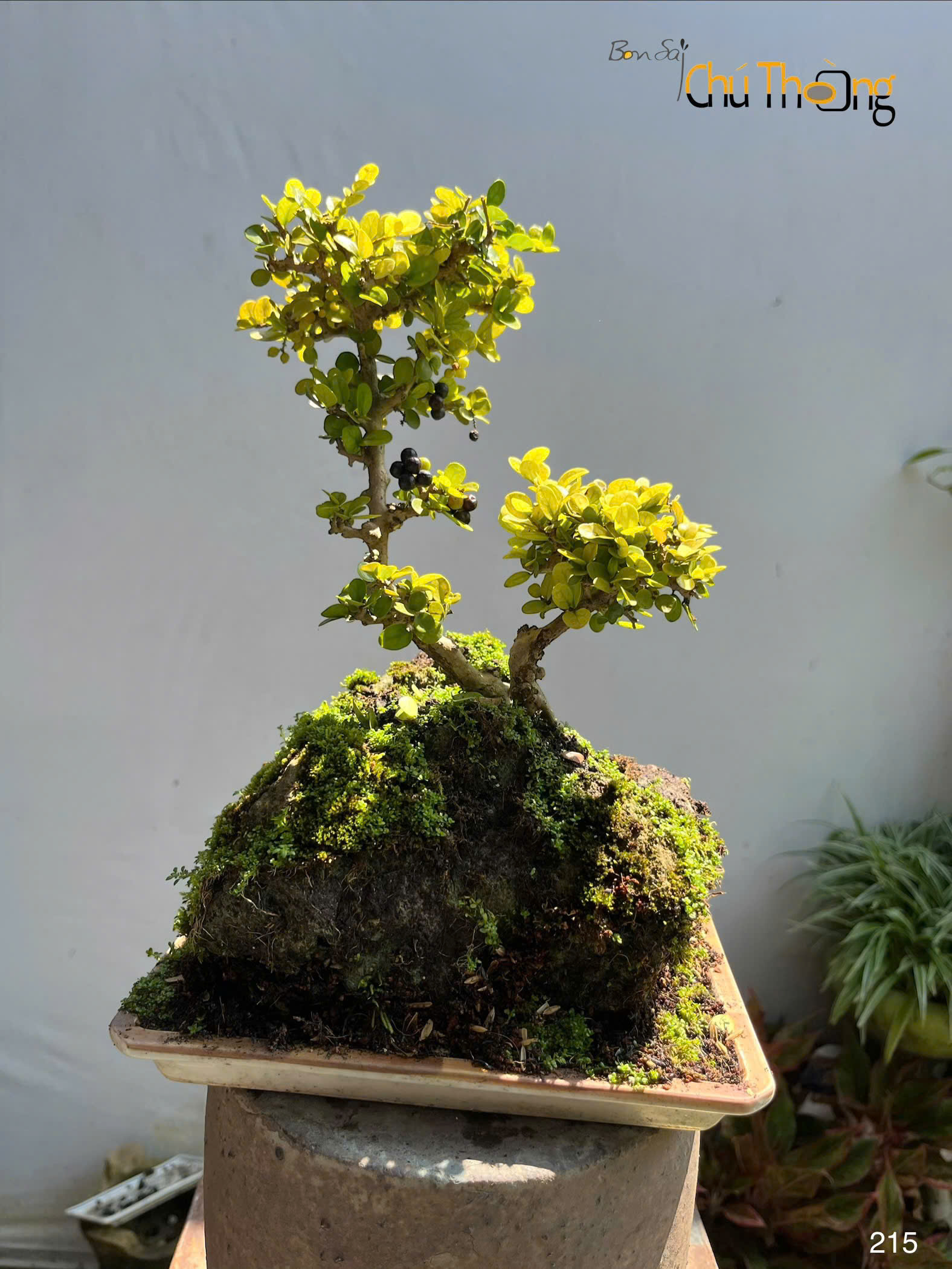 HỘ KINH DOANH BONSAI CHÚ THOÒNG