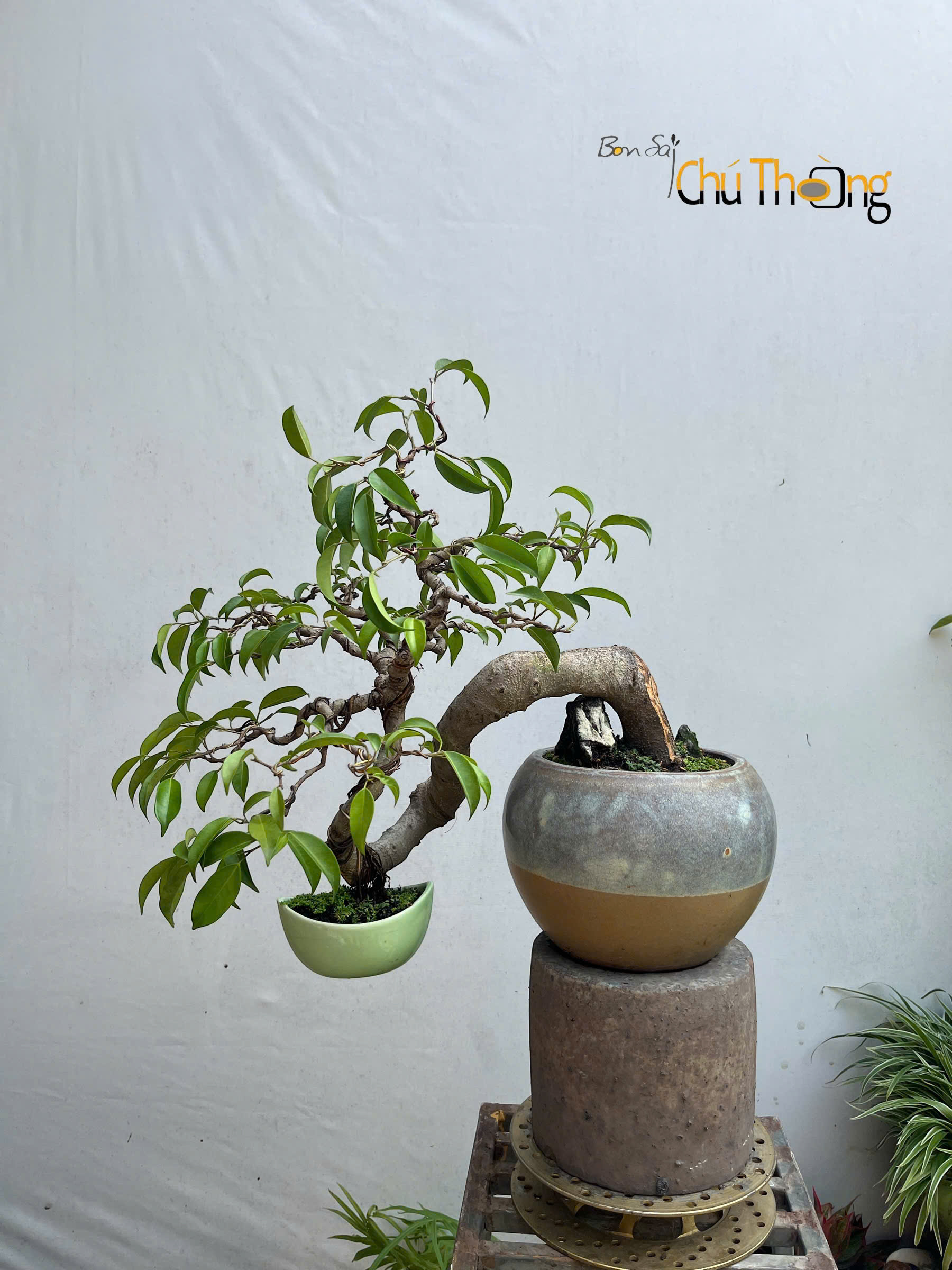 HỘ KINH DOANH BONSAI CHÚ THOÒNG