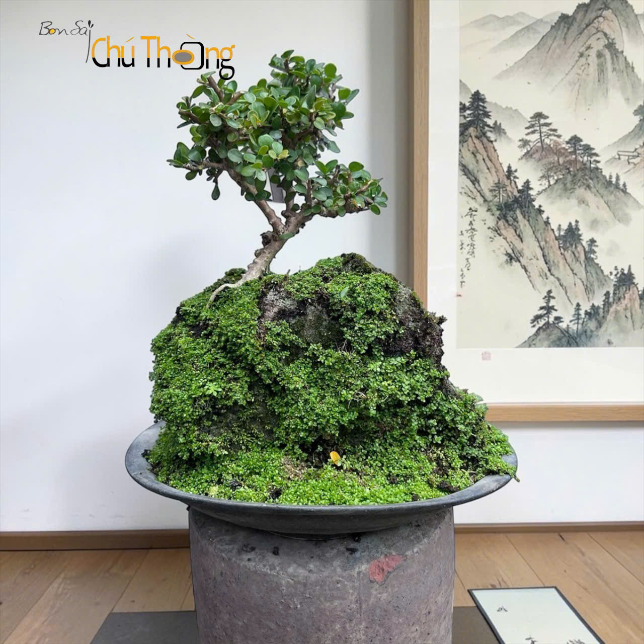 HỘ KINH DOANH BONSAI CHÚ THOÒNG