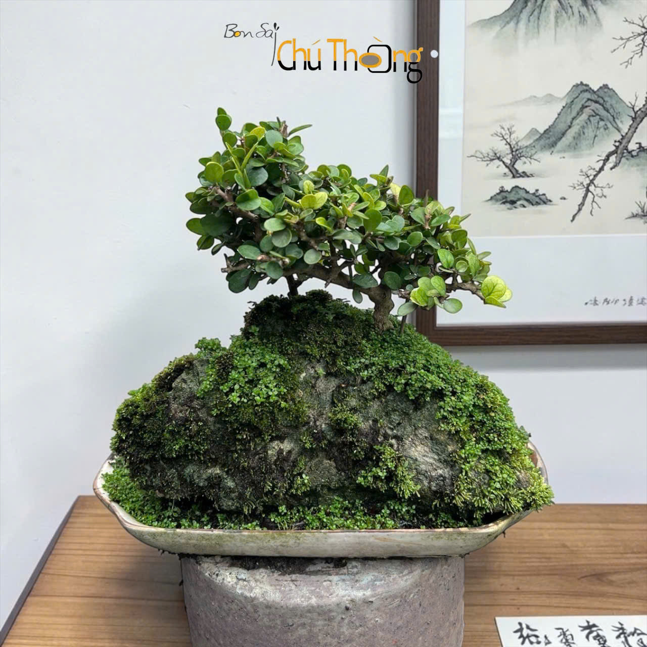 HỘ KINH DOANH BONSAI CHÚ THOÒNG