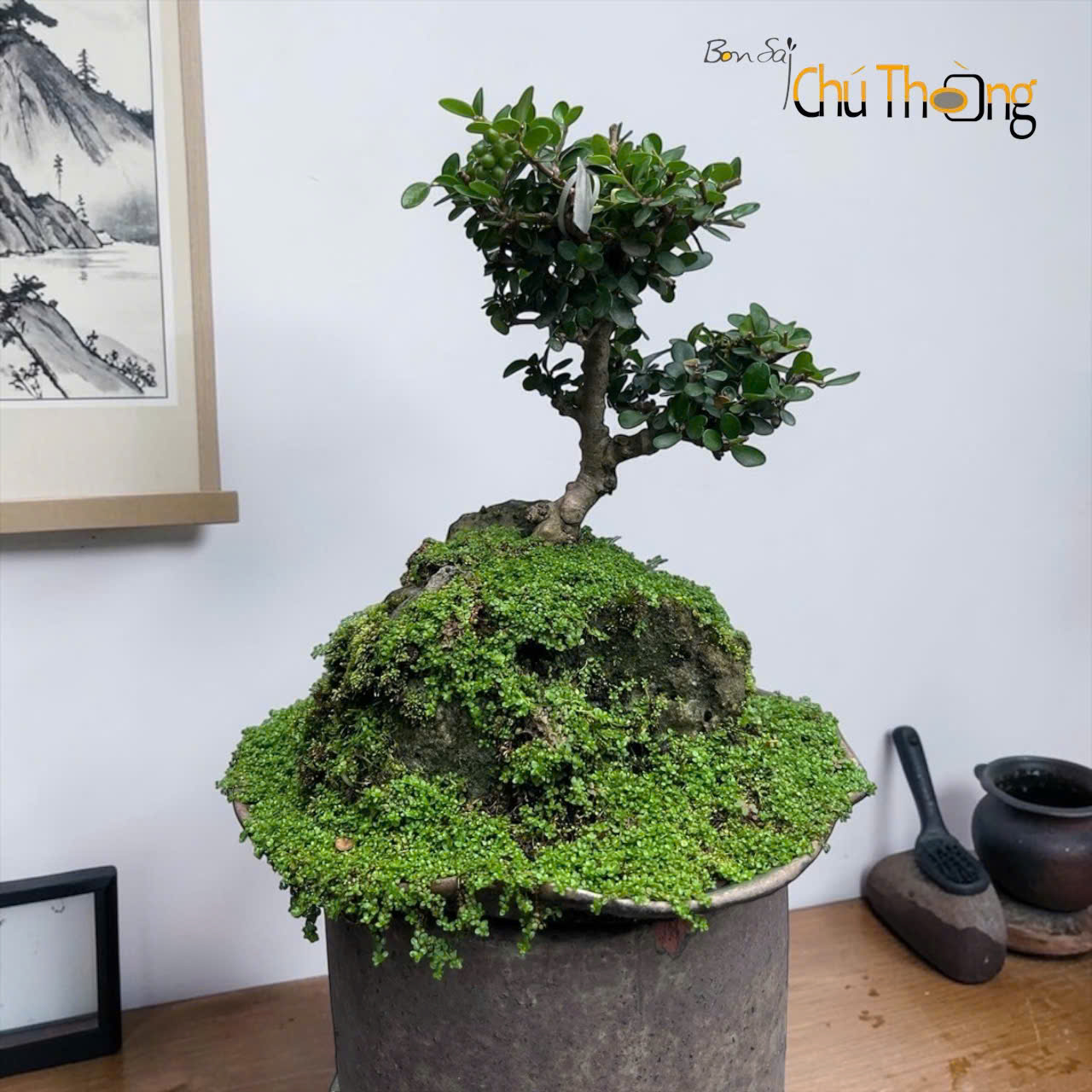 HỘ KINH DOANH BONSAI CHÚ THOÒNG