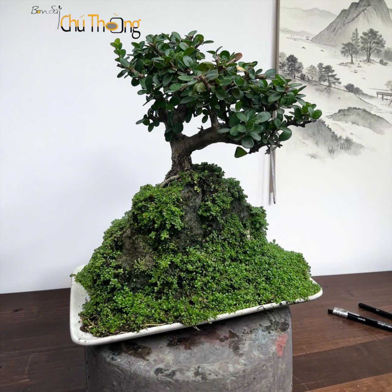 HỘ KINH DOANH BONSAI CHÚ THOÒNG