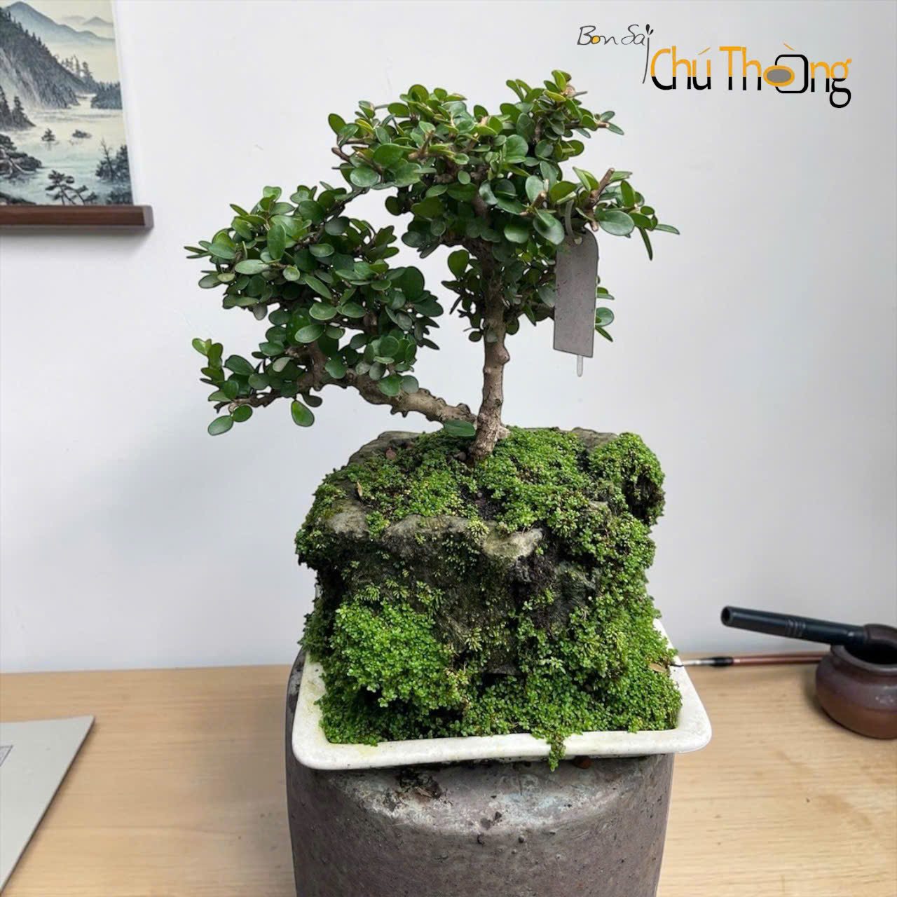 HỘ KINH DOANH BONSAI CHÚ THOÒNG