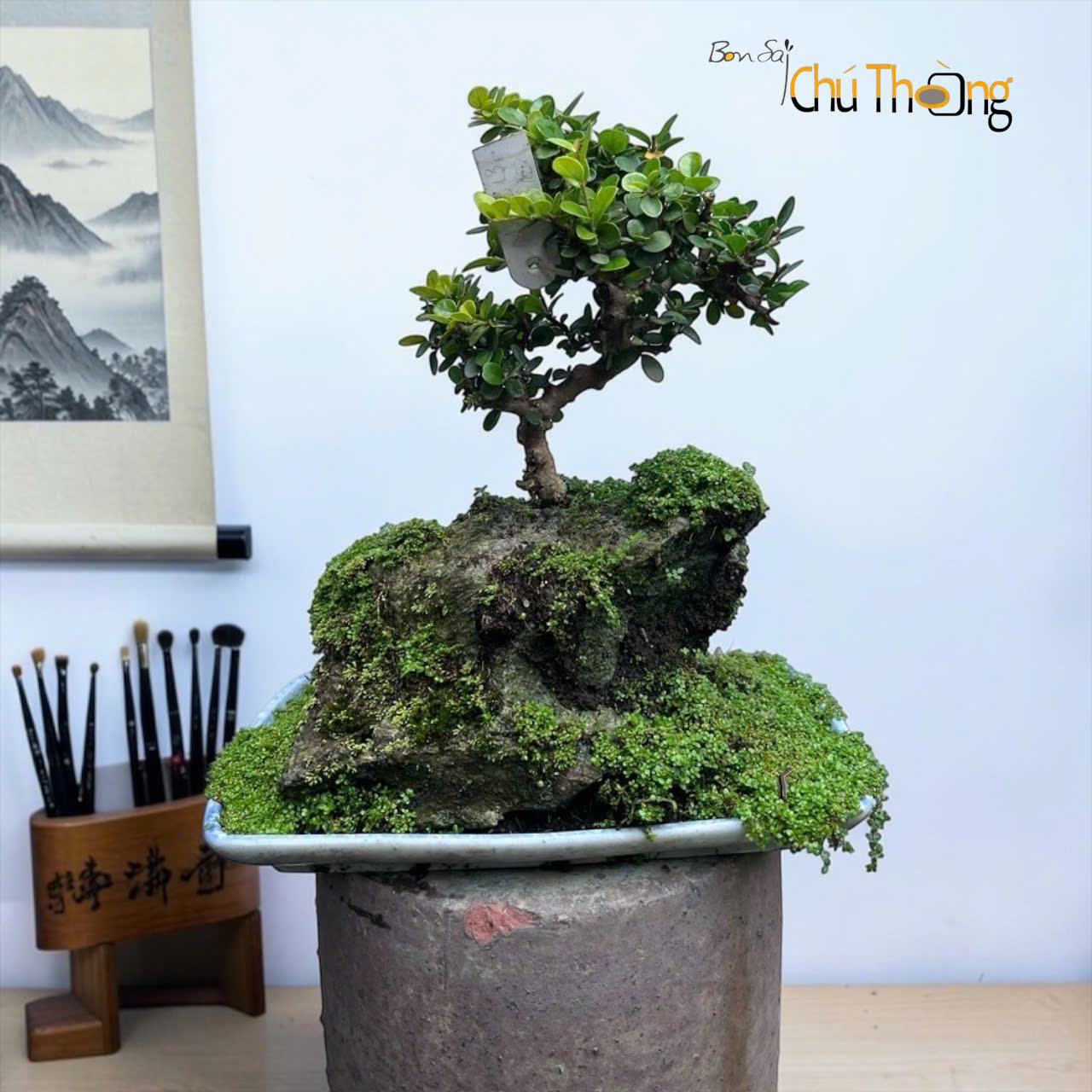 HỘ KINH DOANH BONSAI CHÚ THOÒNG