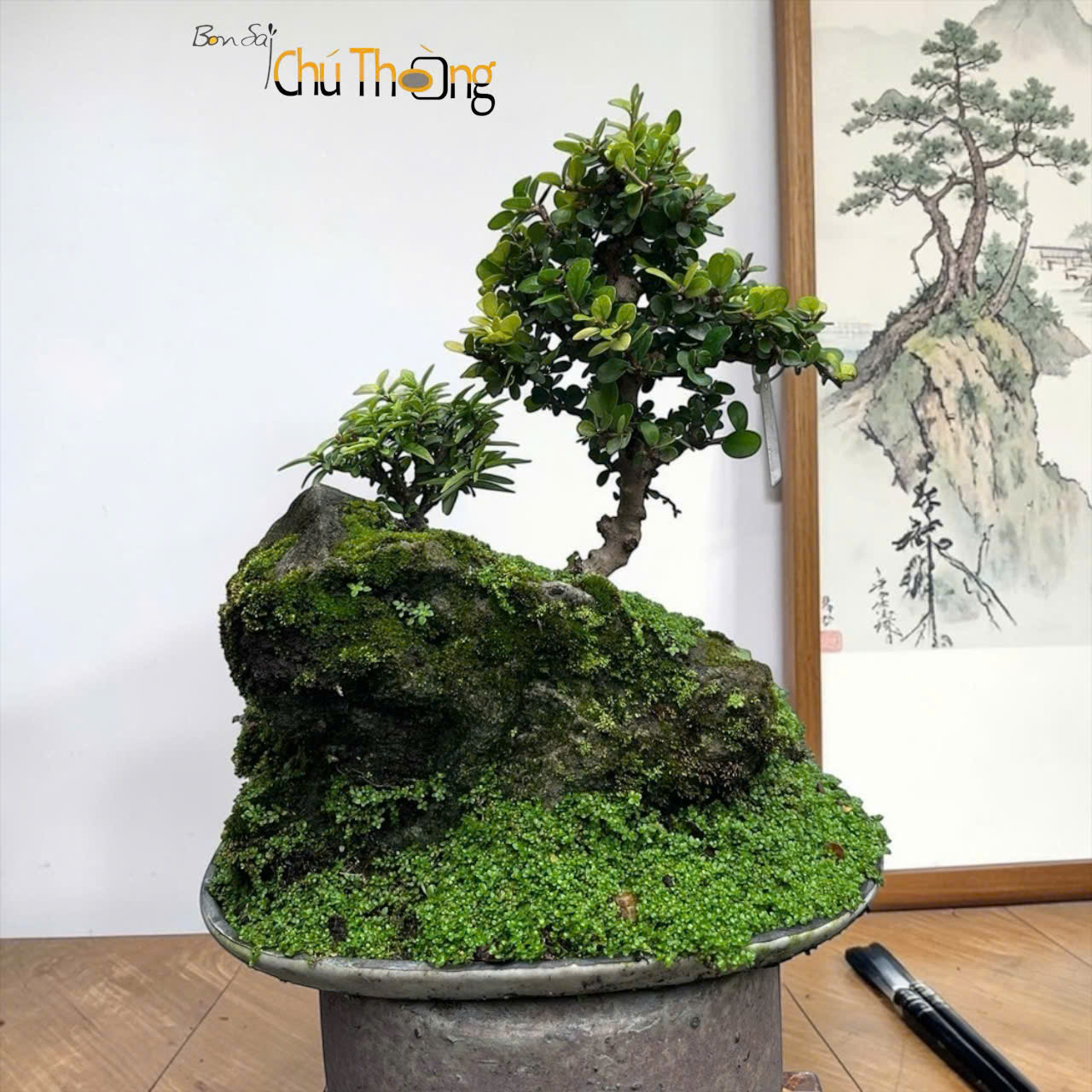 HỘ KINH DOANH BONSAI CHÚ THOÒNG