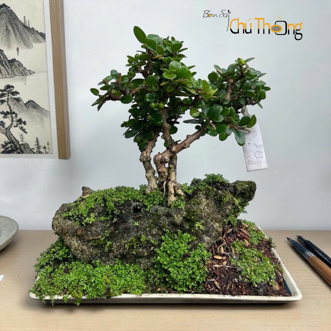 HỘ KINH DOANH BONSAI CHÚ THOÒNG
