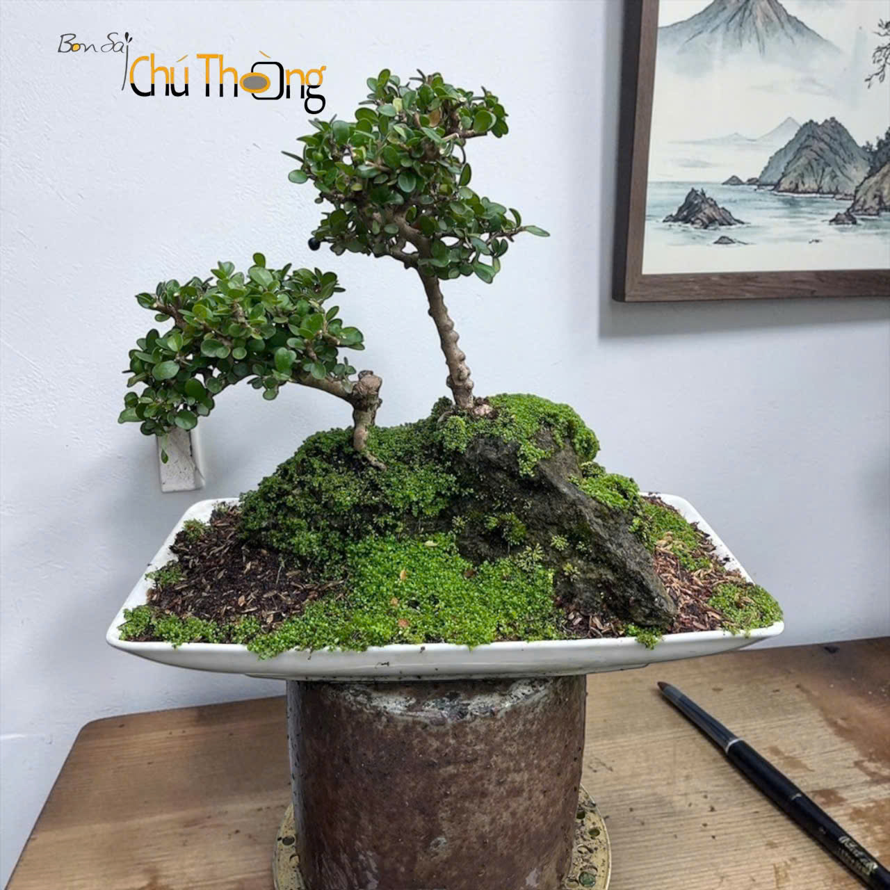 HỘ KINH DOANH BONSAI CHÚ THOÒNG