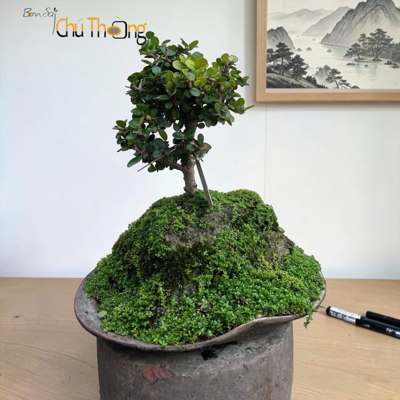 HỘ KINH DOANH BONSAI CHÚ THOÒNG